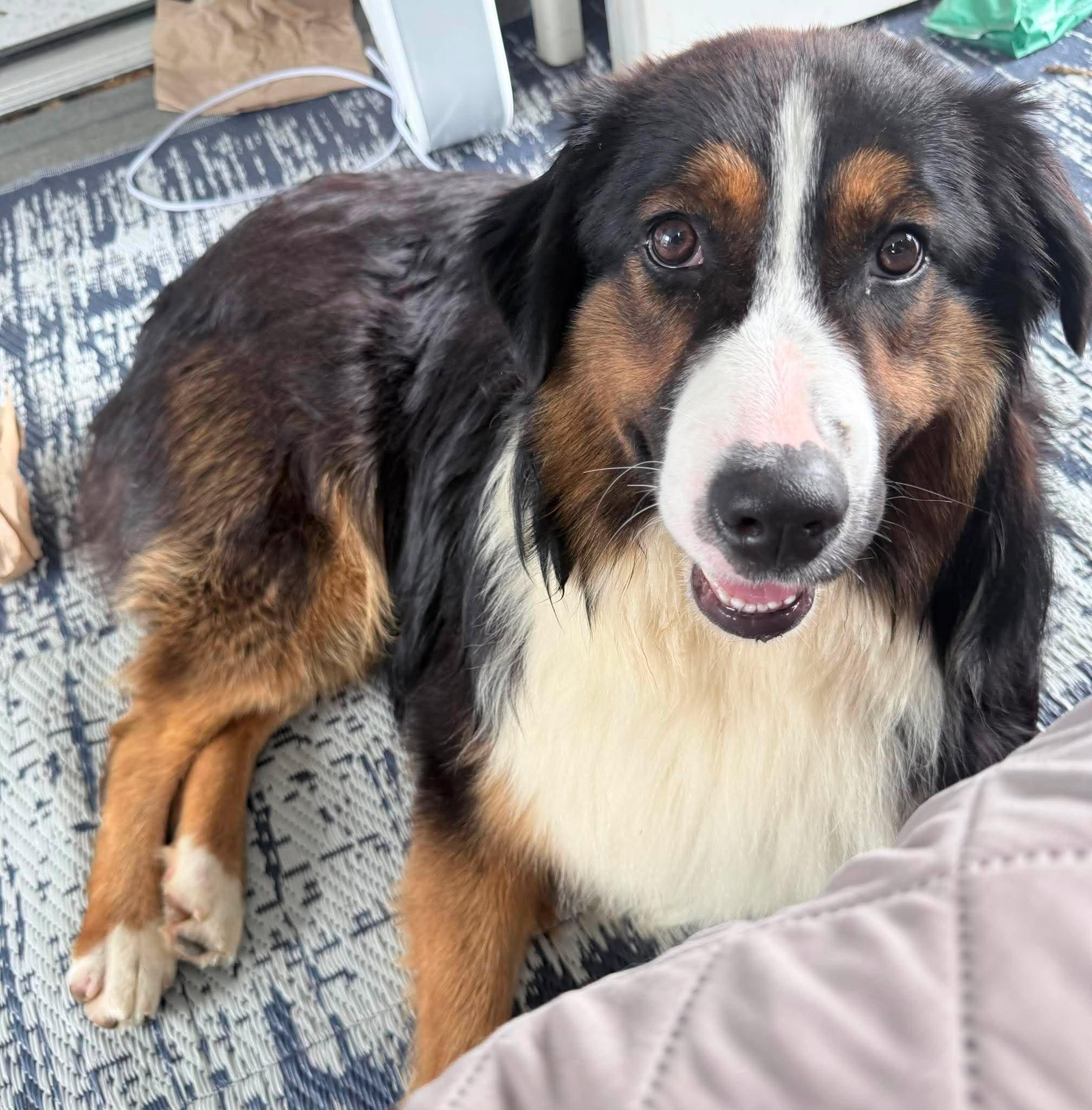 Lyle, a ADOPTABLE Australian Shepherd in St. Clairsville, OH image 1/4