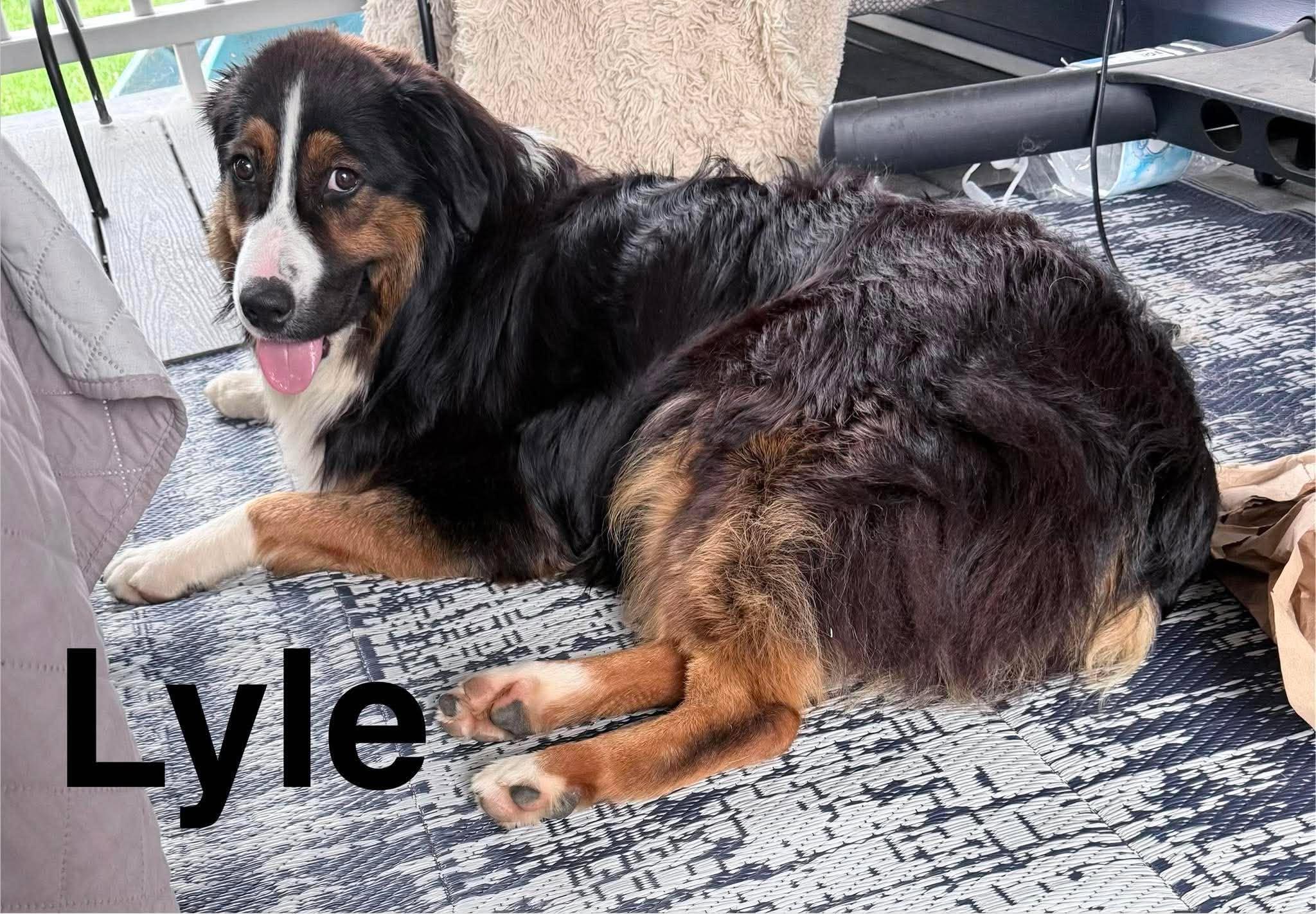 Lyle, a ADOPTABLE Australian Shepherd in St. Clairsville, OH image 4/4