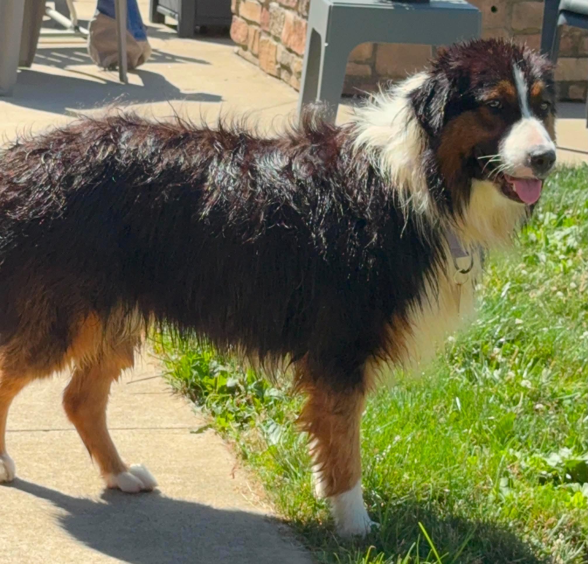 Lyle, a ADOPTABLE Australian Shepherd in St. Clairsville, OH image 2/4