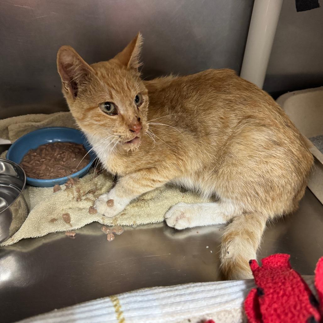 Enlarge Butterscotch, a Adoptable Domestic Short Hair in Redwood Falls, MN image 2/2