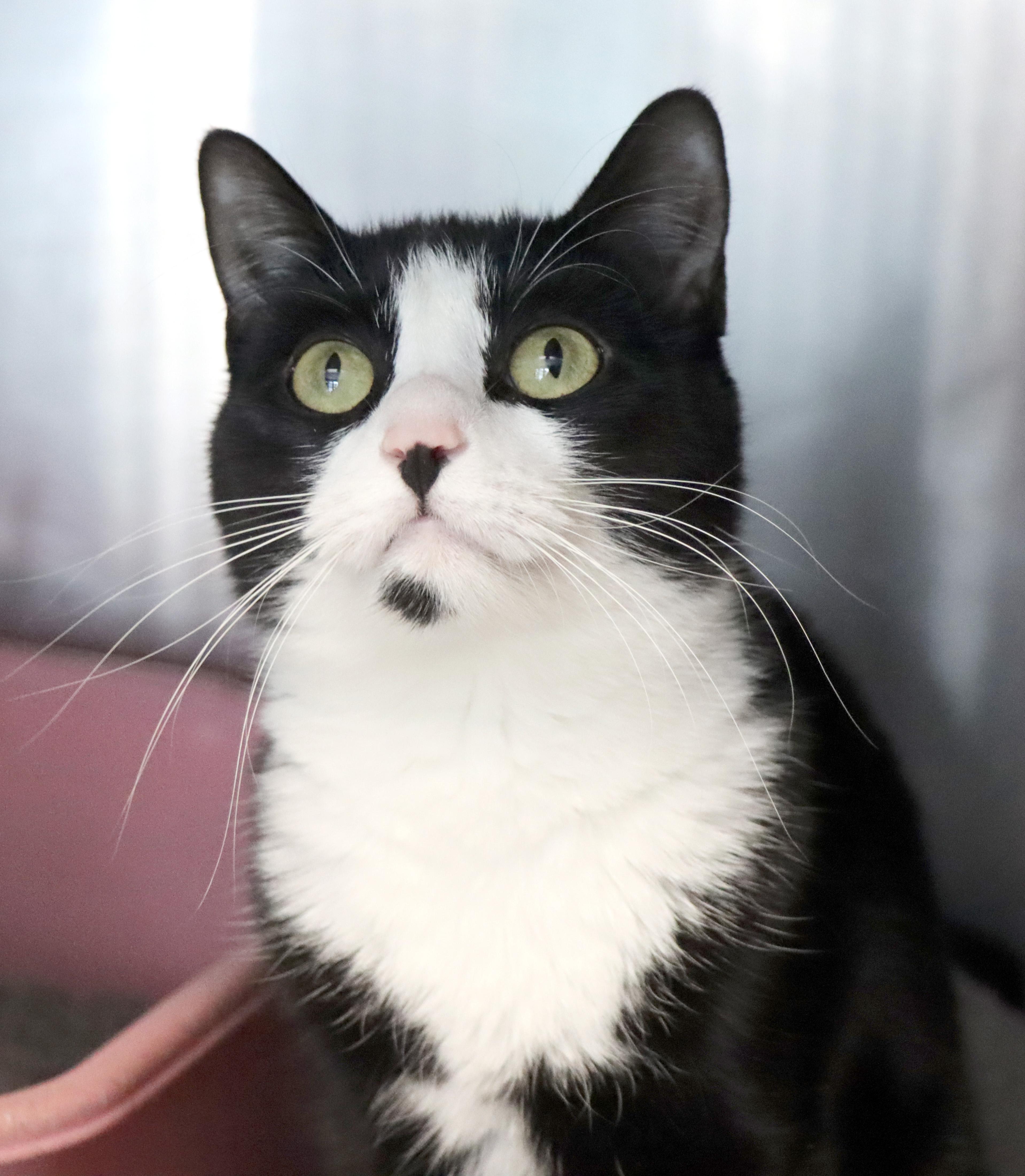 Vida, an adopted Domestic Short Hair in House Springs, MO image 2/2