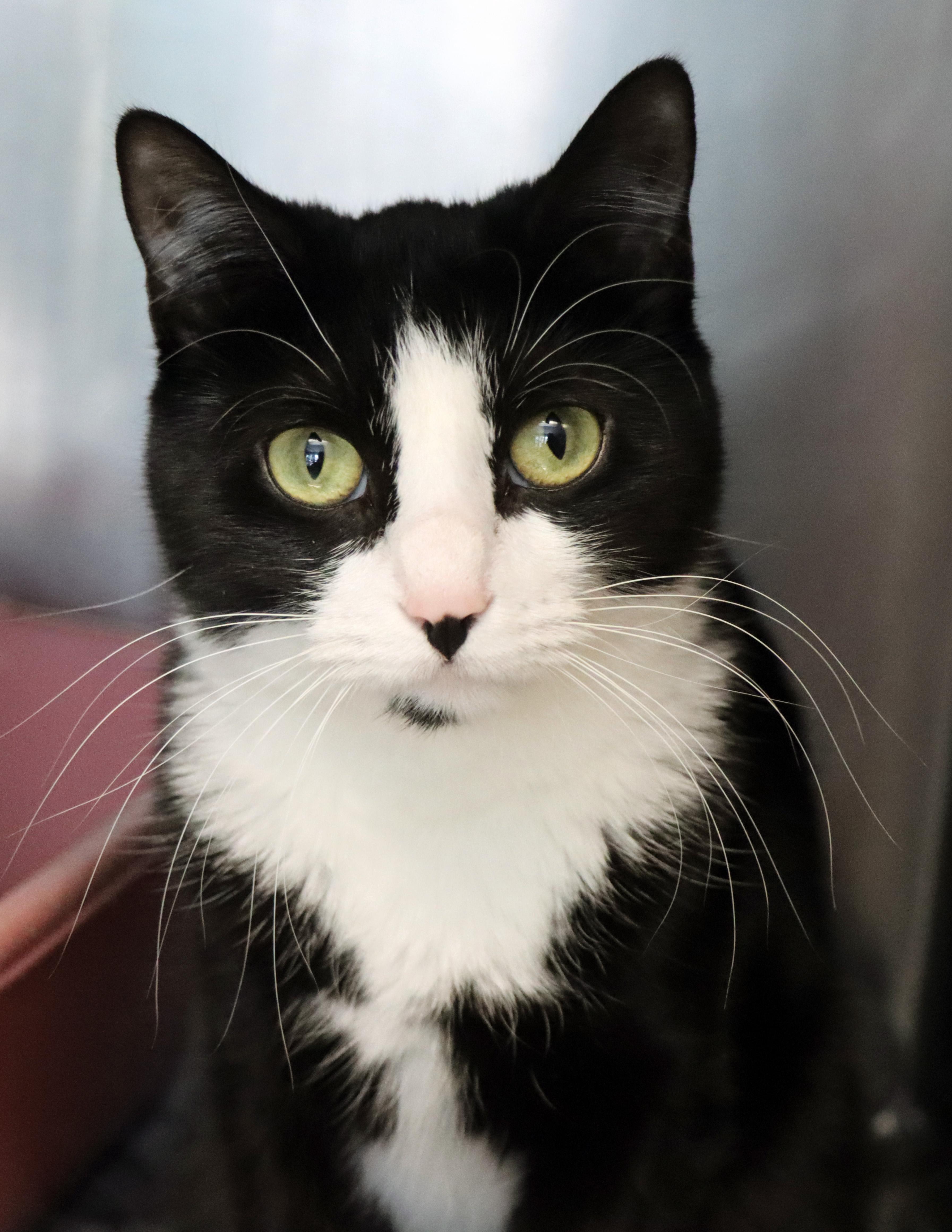 Vida, adopted, Young Female Domestic Short Hair.