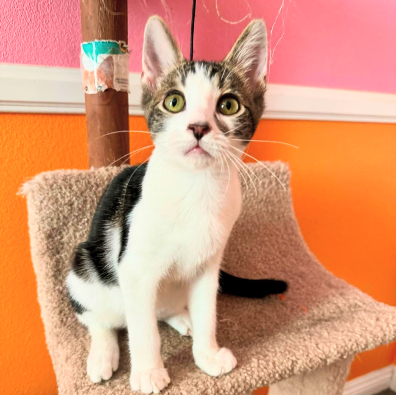 Nacho, a Adoptable Tabby in Bell Gardens, CA image 3/5