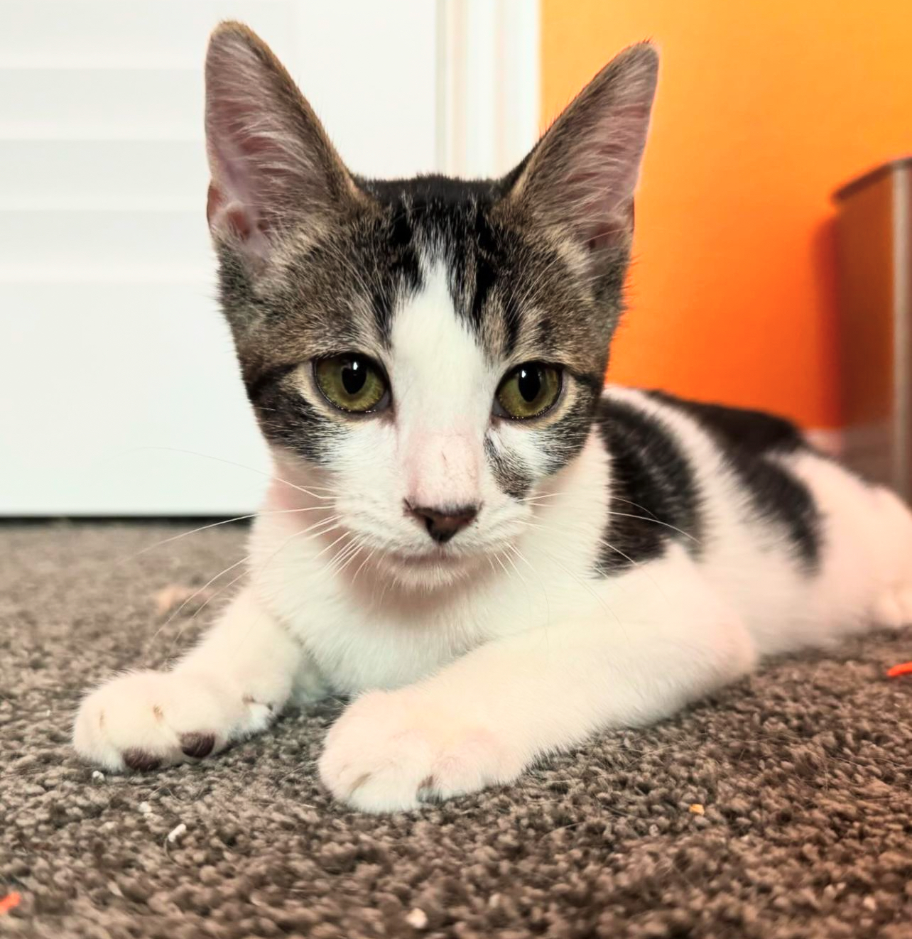 Nacho, a Adoptable Tabby in Bell Gardens, CA image 5/5