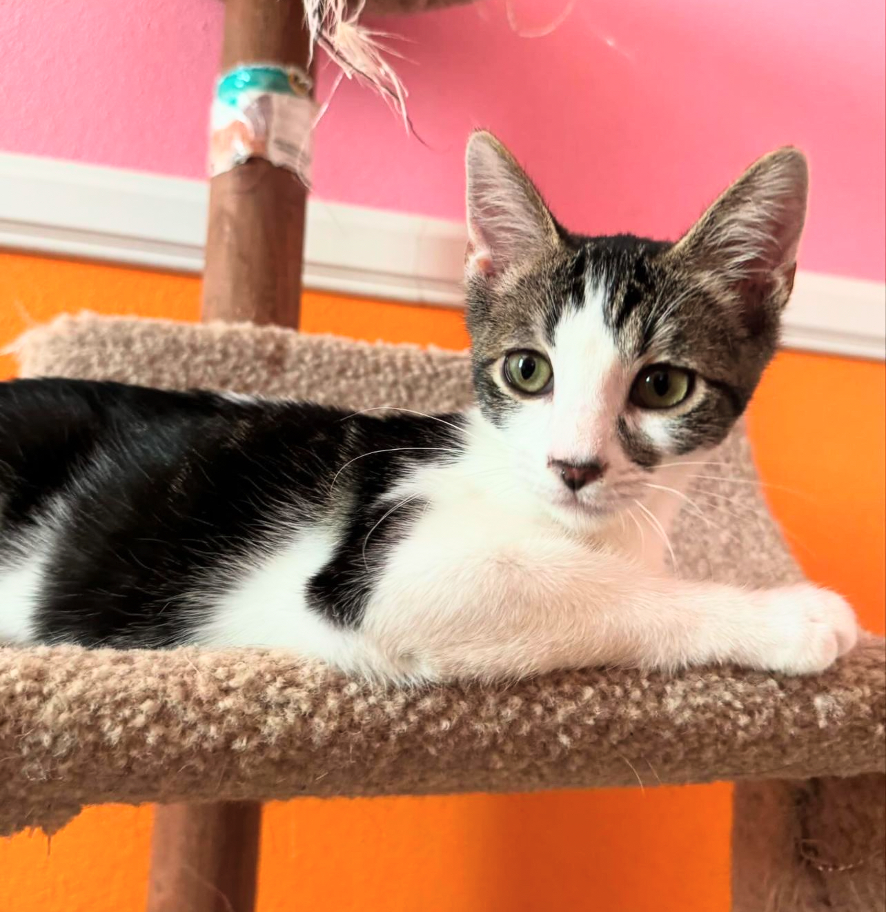 Nacho, a Adoptable Tabby in Bell Gardens, CA image 1/5