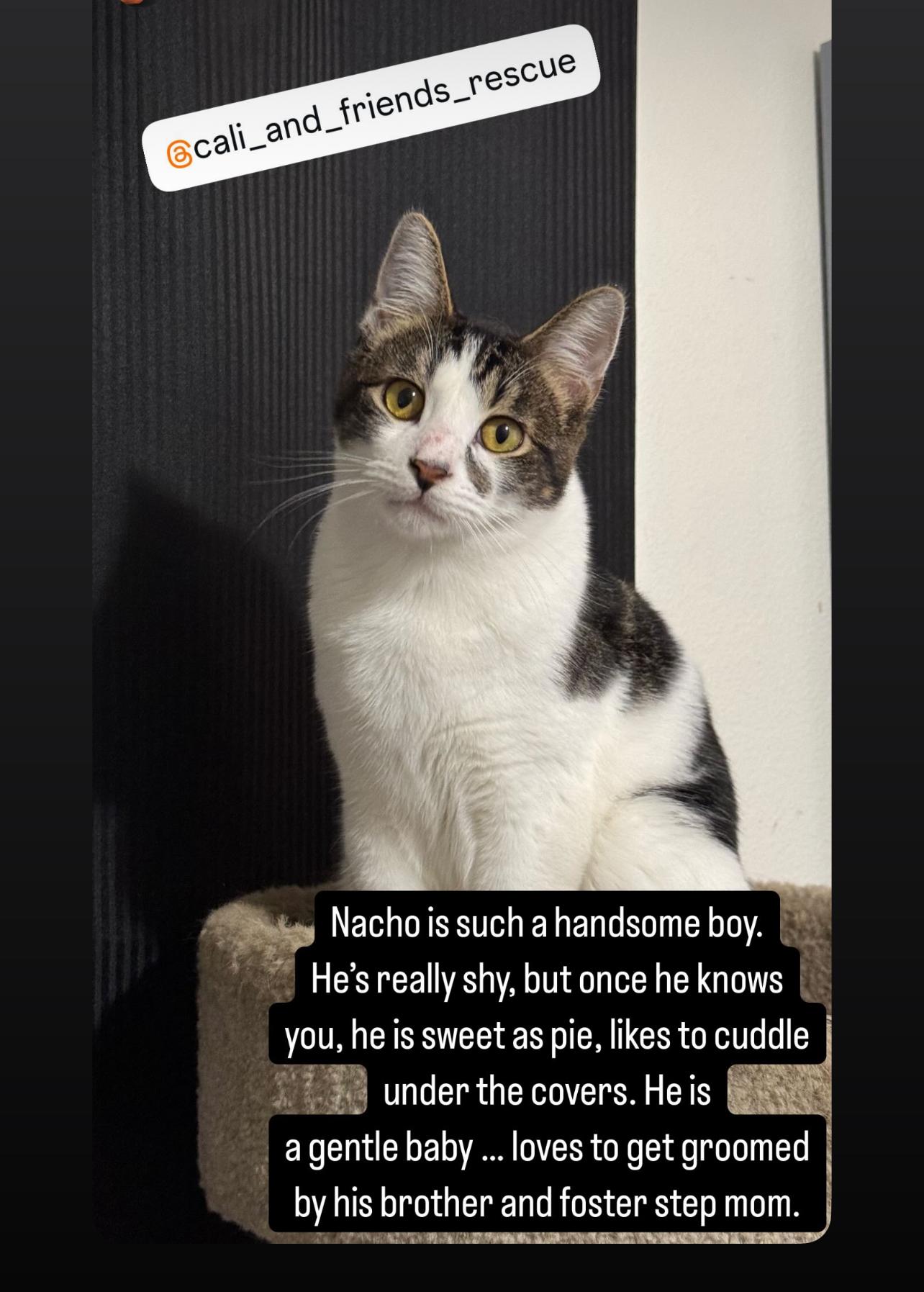 Nacho photo 2