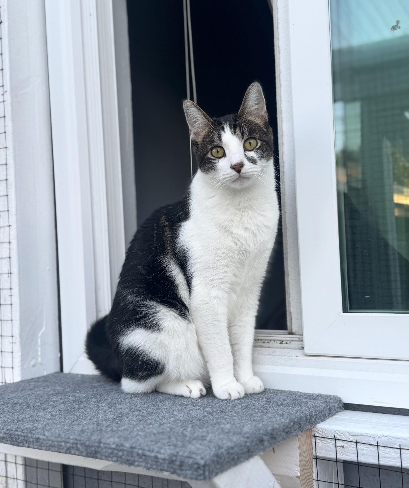 Enlarge Nacho, a Adoptable Tabby in Bell Gardens, CA image 1/3