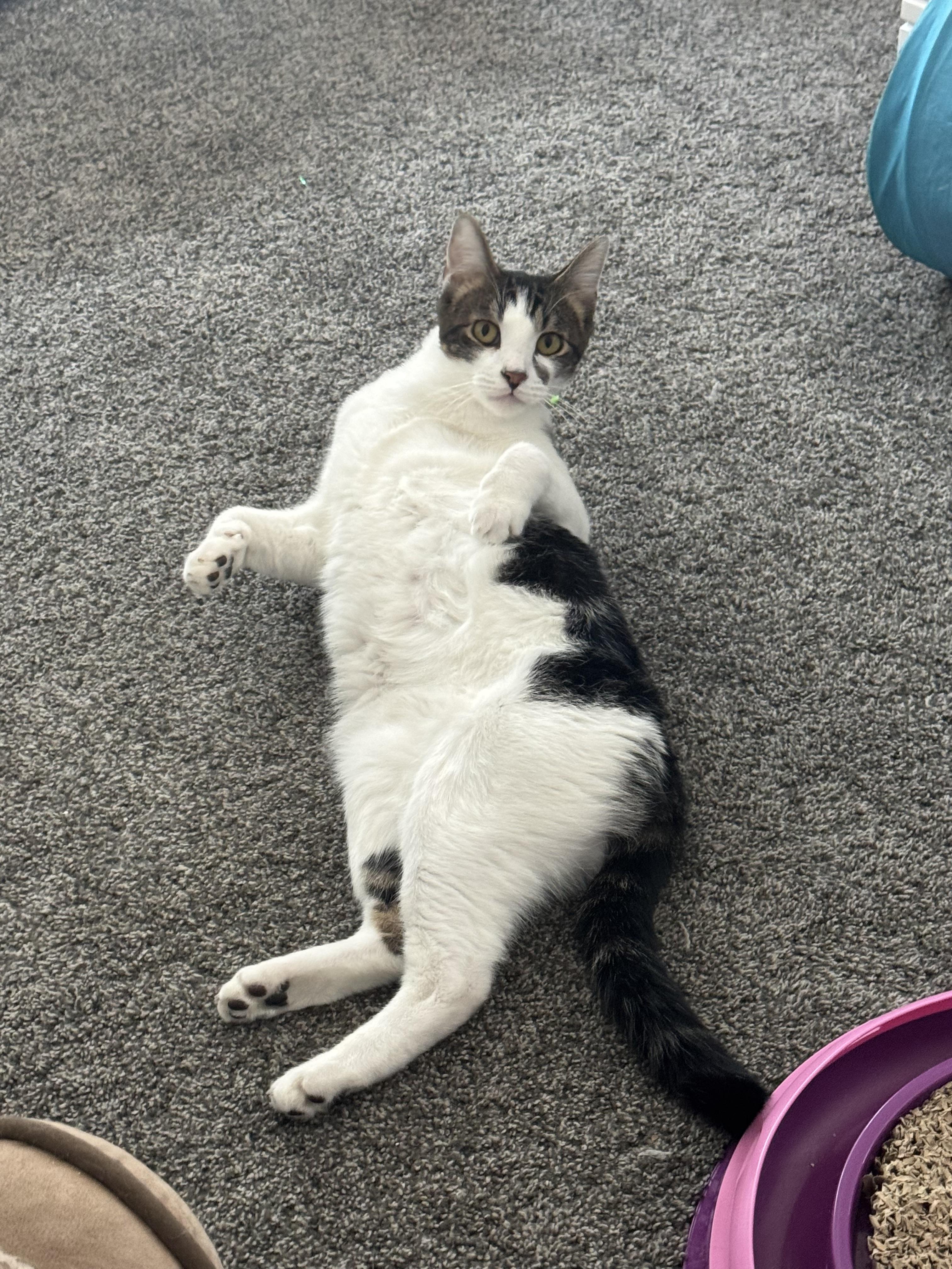 Enlarge Nacho, a Adoptable Tabby in Bell Gardens, CA image 2/3