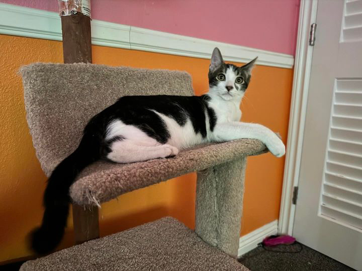 Nacho photo 4