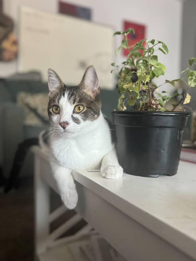 Enlarge Nacho, a Adoptable Tabby in Bell Gardens, CA image 3/3