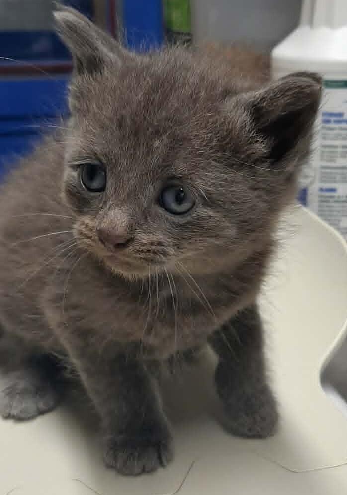 Peaches, a Adoptable Domestic Short Hair in Georgetown, OH image 1/2