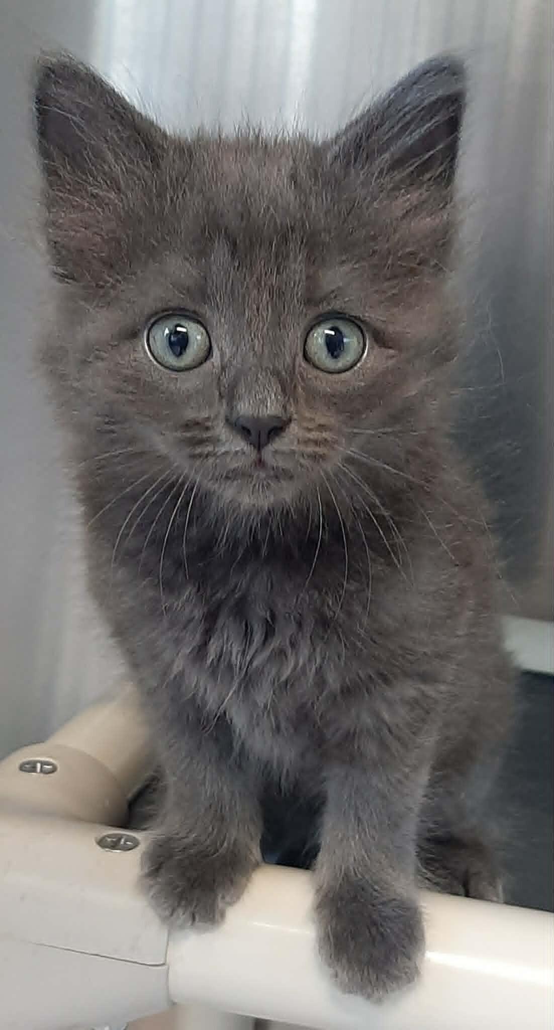 Peaches, a Adoptable Domestic Short Hair in Georgetown, OH image 2/2