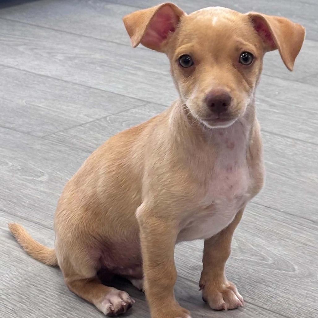 Enlarge Peanut Clewy, a Adoptable Chihuahua in Fort Lauderdale, FL image 1/2