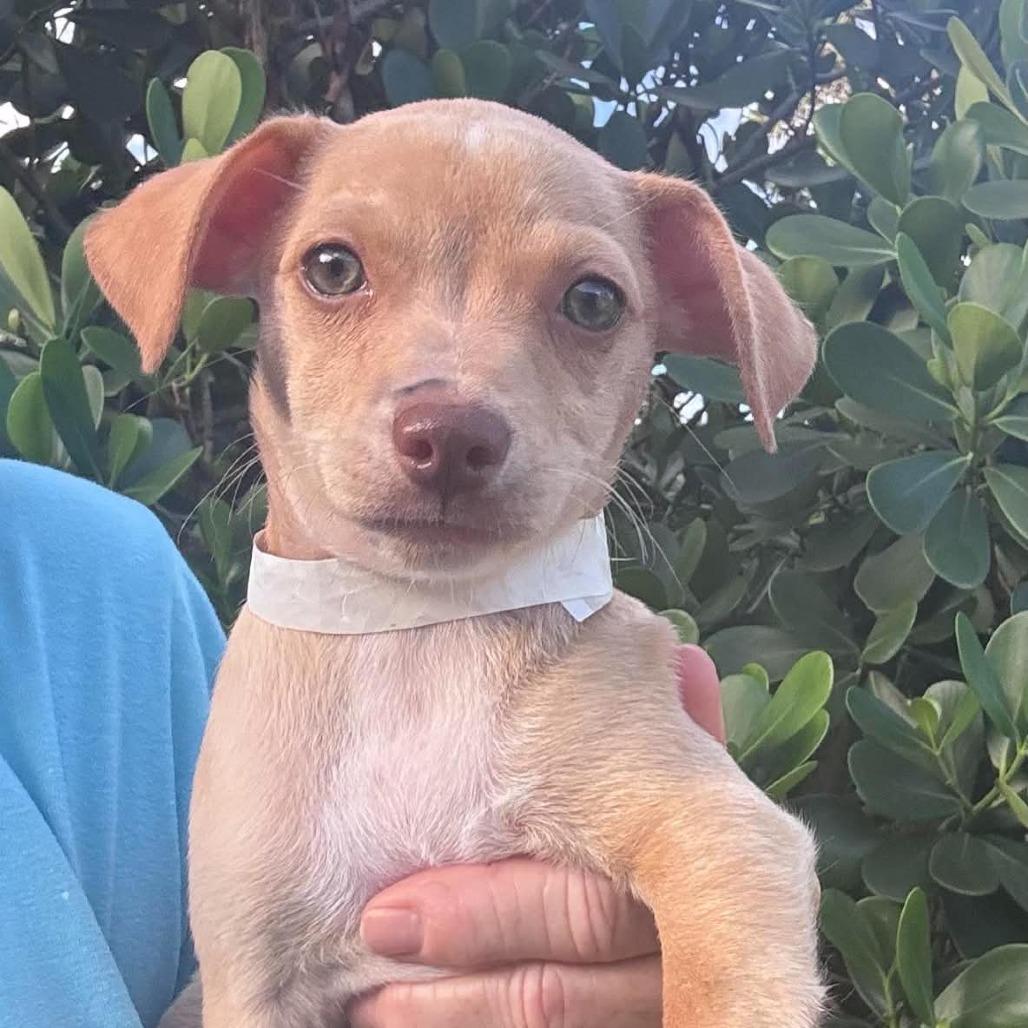 Enlarge Peanut Clewy, a Adoptable Chihuahua in Fort Lauderdale, FL image 2/2