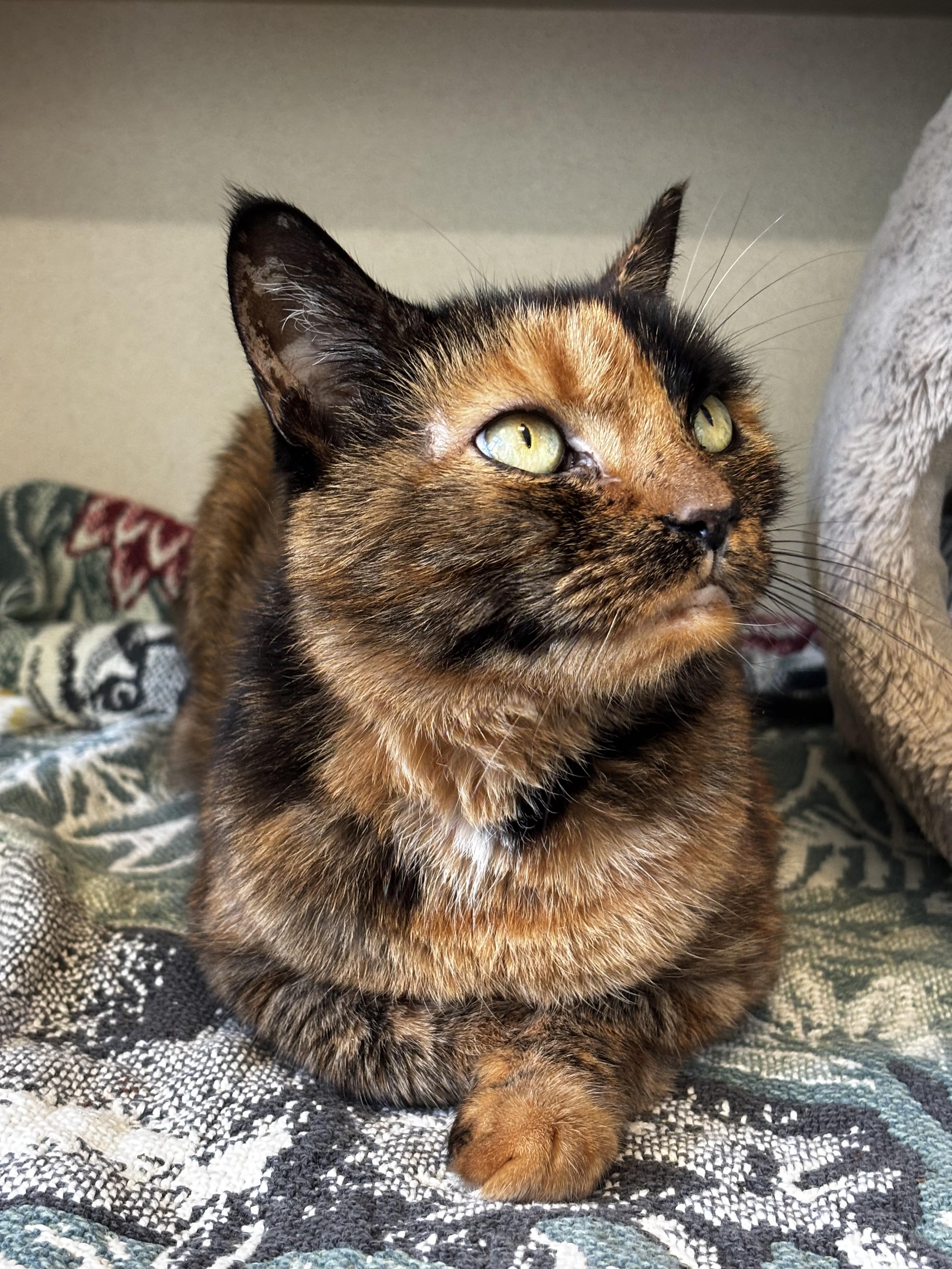 Enlarge Pumpurrnickel, a Adopted Domestic Short Hair in Eatontown, NJ image 3/3