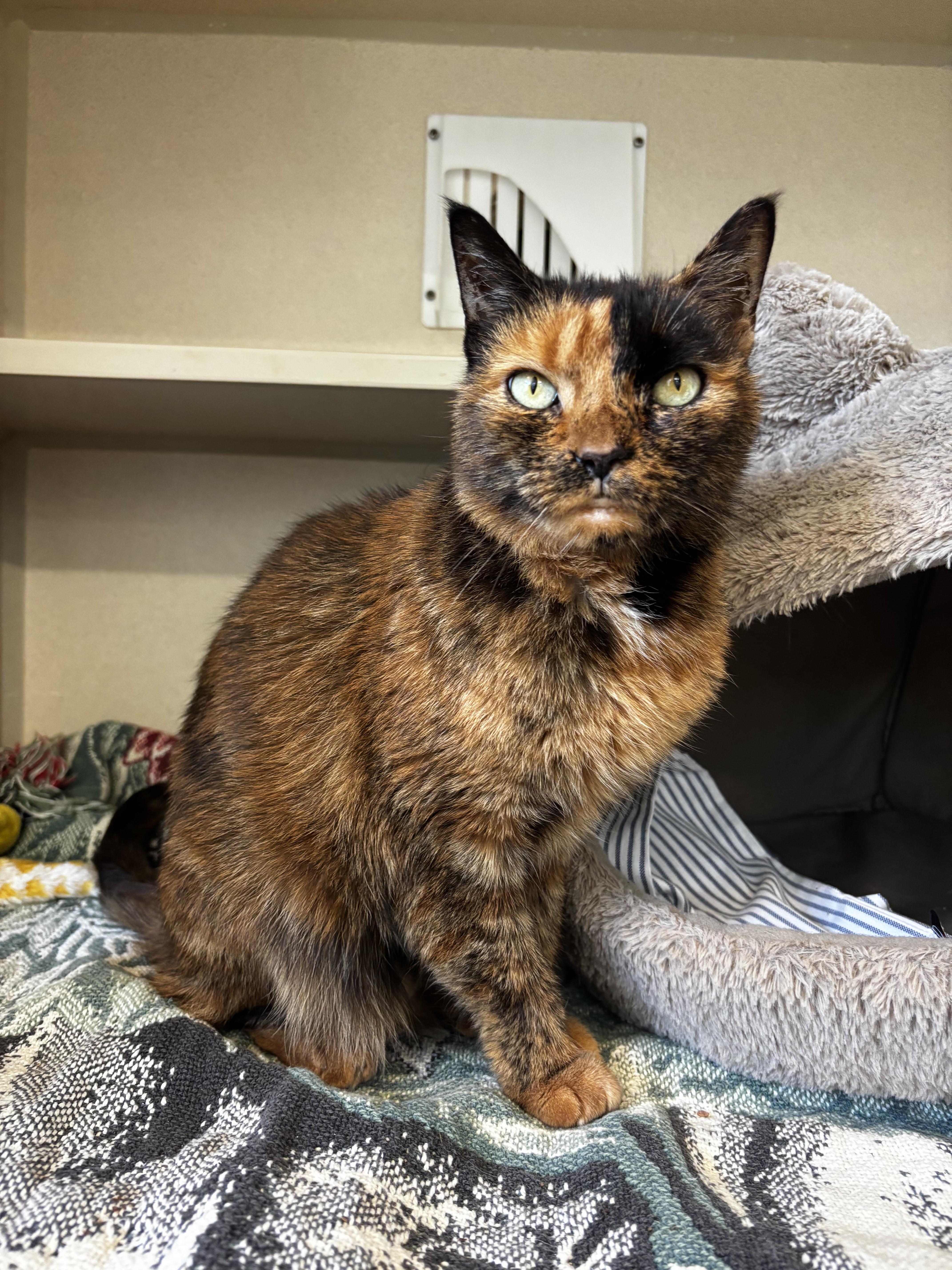 Enlarge Pumpurrnickel, a Adopted Domestic Short Hair in Eatontown, NJ image 2/3