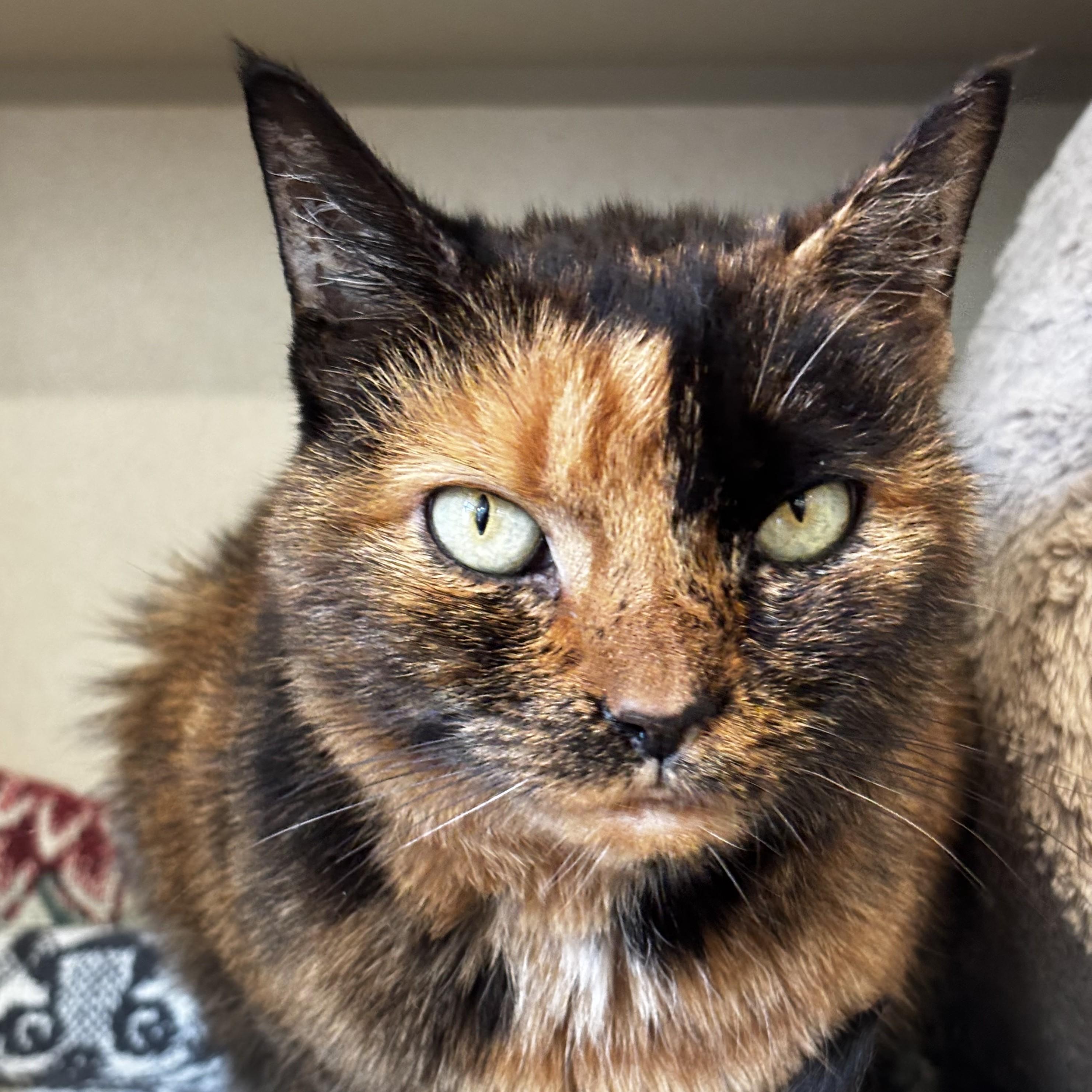 Pumpurrnickel, Adopted, Senior Female Domestic Short Hair.