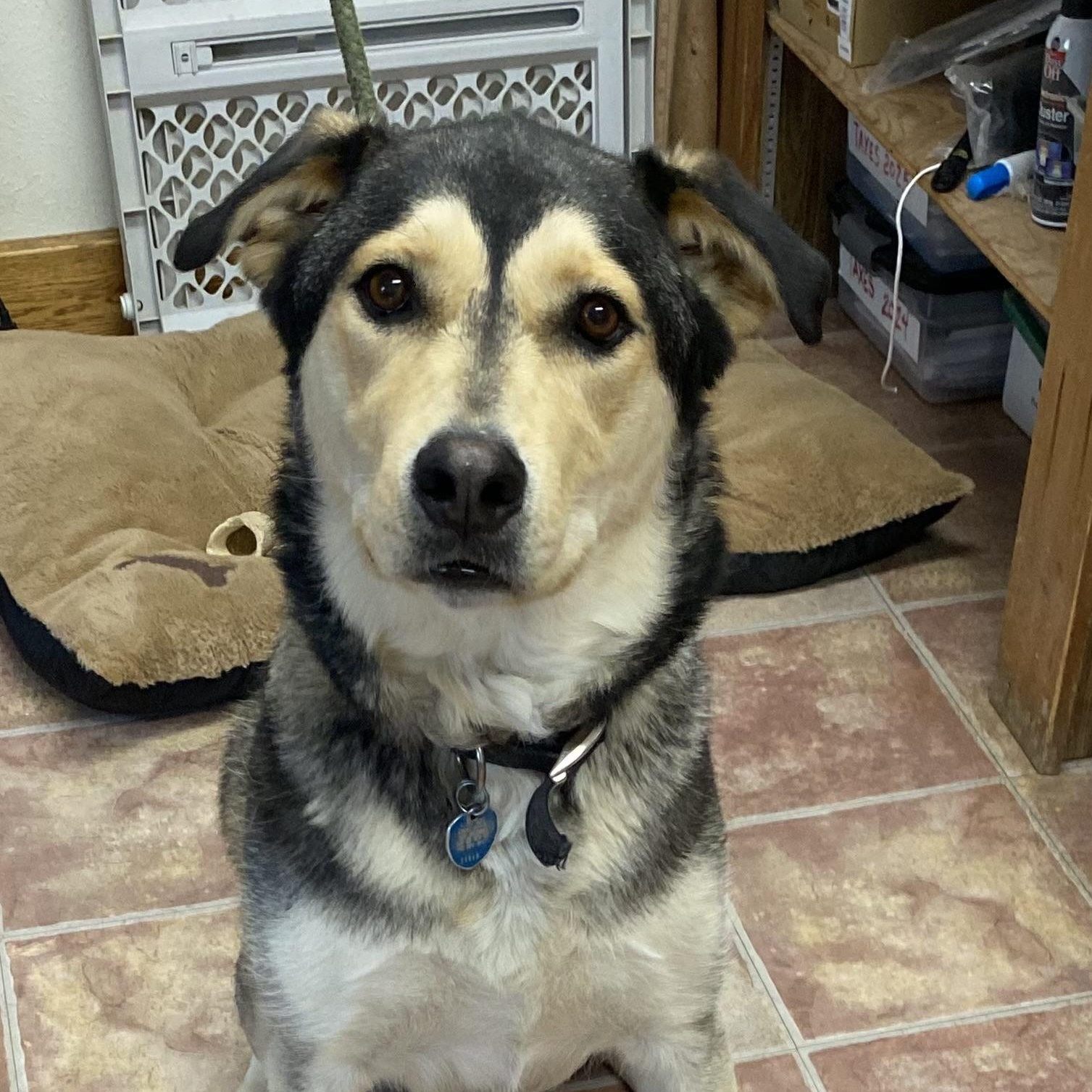 King, ADOPTABLE, Young Male Siberian Husky.