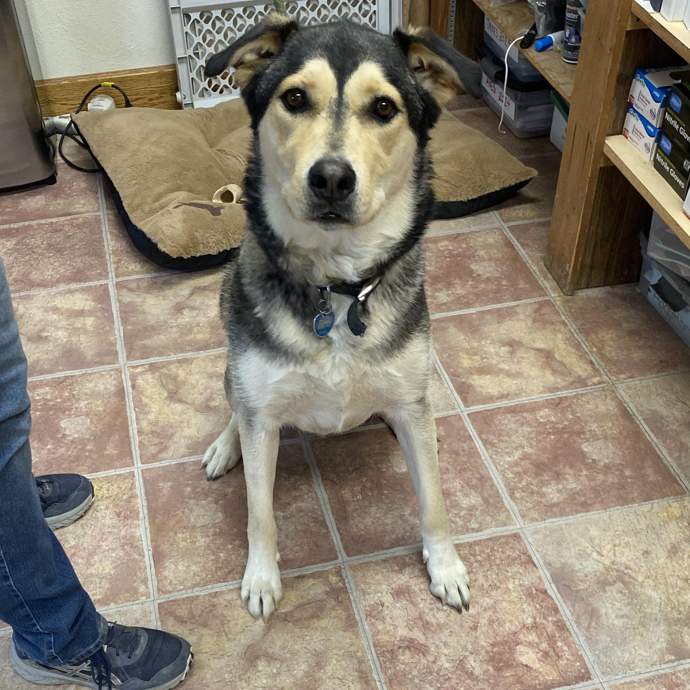 King, a ADOPTABLE mixed breed in Choteau, MT image 2/2