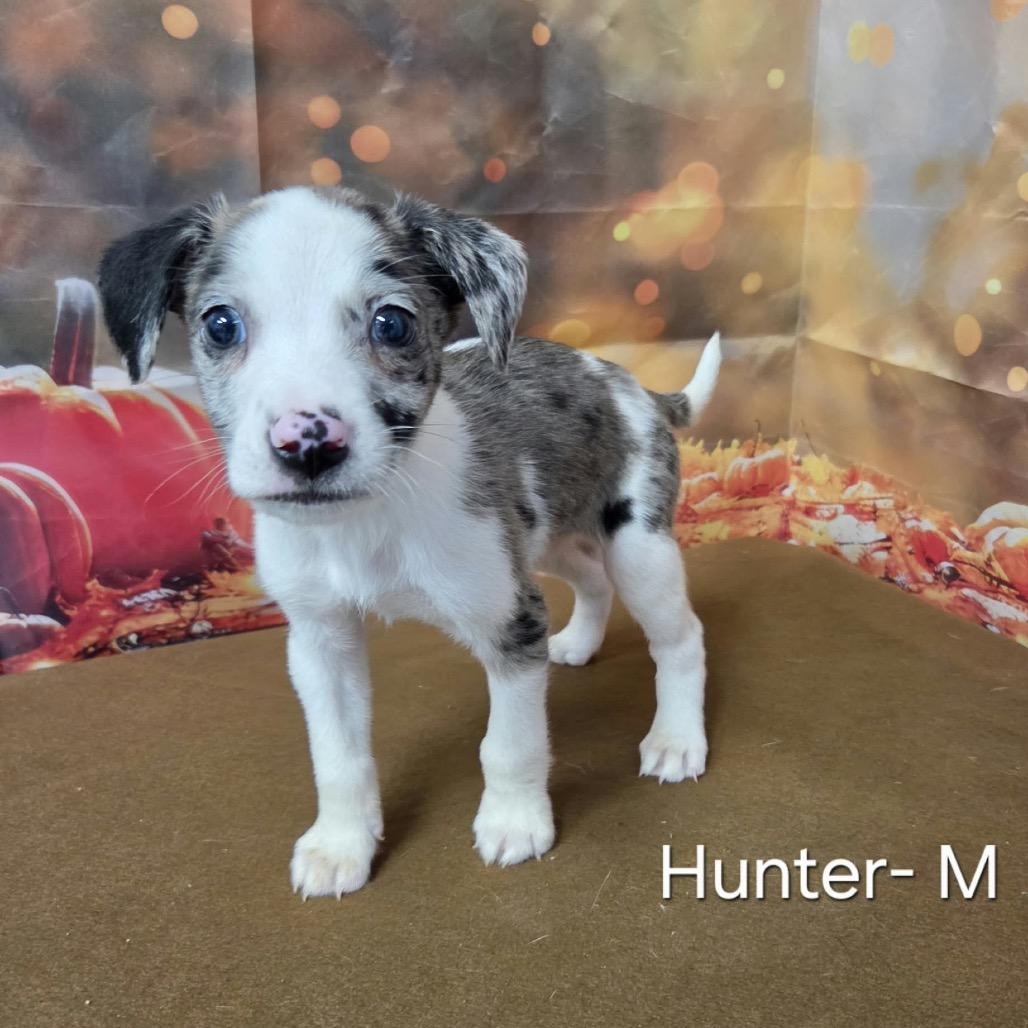 Enlarge Hunter, a Adoptable mixed breed in Griswold, CT image 1/2