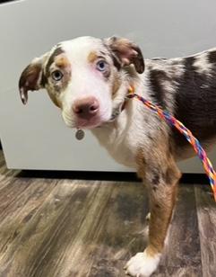 Enlarge Sinatra, an adopted Australian Cattle Dog / Blue Heeler in Longwood, FL image 3/4
