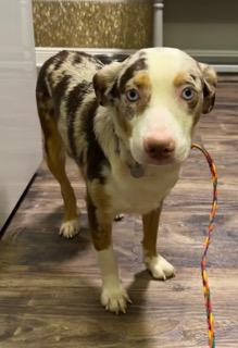 Sinatra, ADOPTABLE, Young Male Australian Cattle Dog / Blue Heeler.
