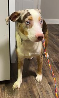 Enlarge Sinatra, an adopted Australian Cattle Dog / Blue Heeler in Longwood, FL image 4/4