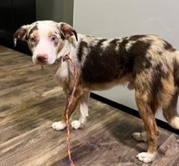 Enlarge Sinatra, an adopted Australian Cattle Dog / Blue Heeler in Longwood, FL image 2/4