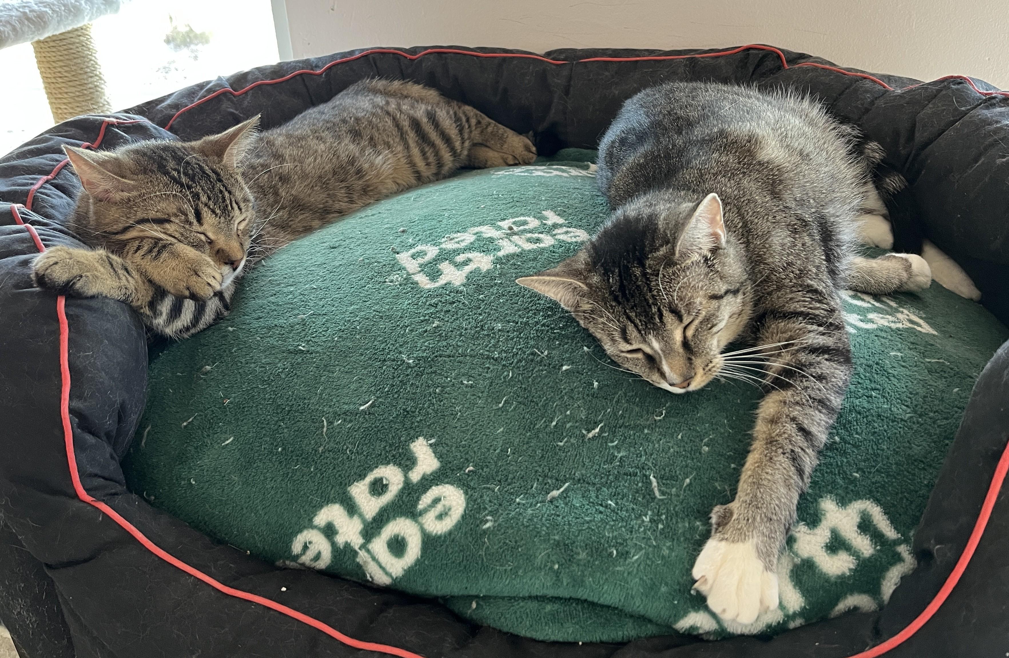 Enlarge SIENNA (CR/SC), a Adoptable Domestic Short Hair in Sainte-Angele-de-Monnoir, QC image 3/6