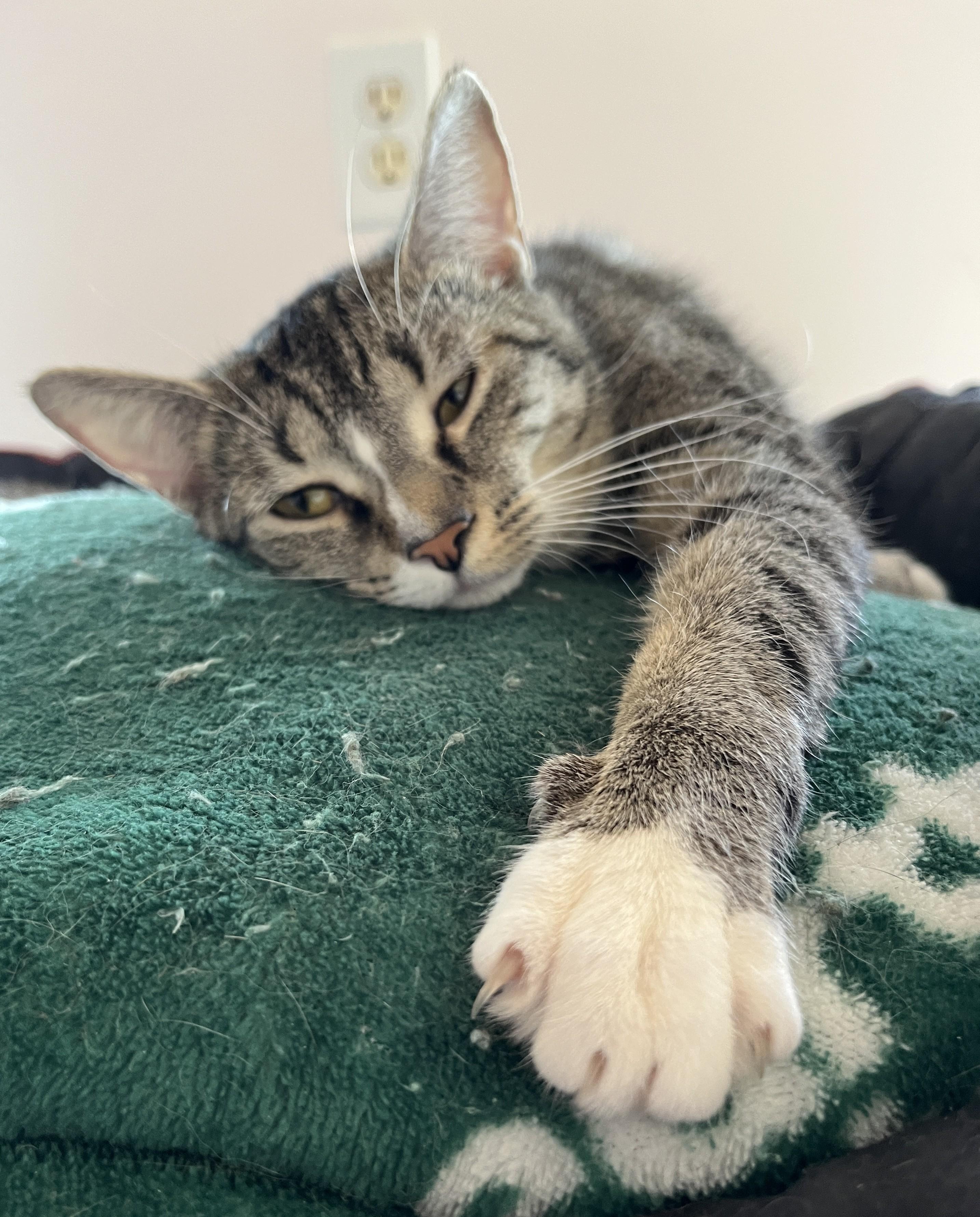 Enlarge SIENNA (CR/SC), a Adoptable Domestic Short Hair in Sainte-Angele-de-Monnoir, QC image 4/6