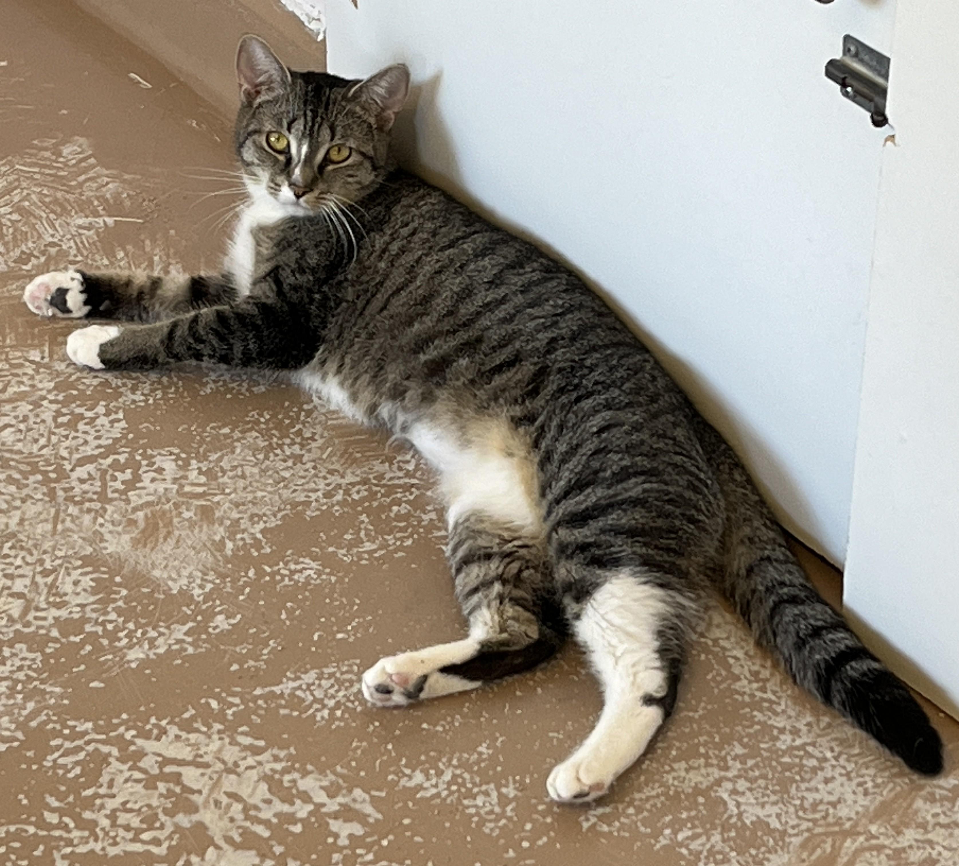 Enlarge SIENNA (CR/SC), a Adoptable Domestic Short Hair in Sainte-Angele-de-Monnoir, QC image 2/6