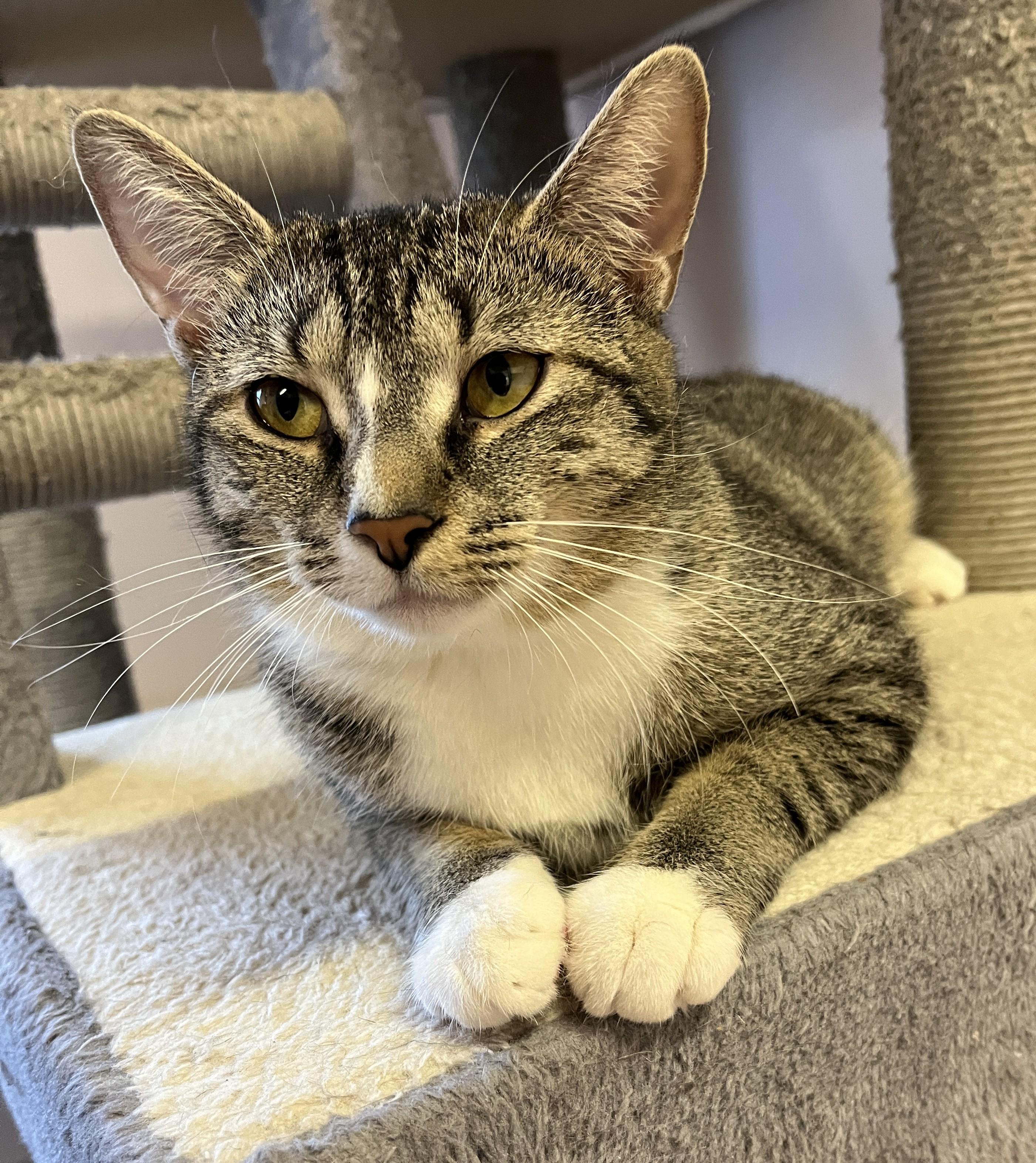Enlarge SIENNA (CR/SC), a Adoptable Domestic Short Hair in Sainte-Angele-de-Monnoir, QC image 1/6