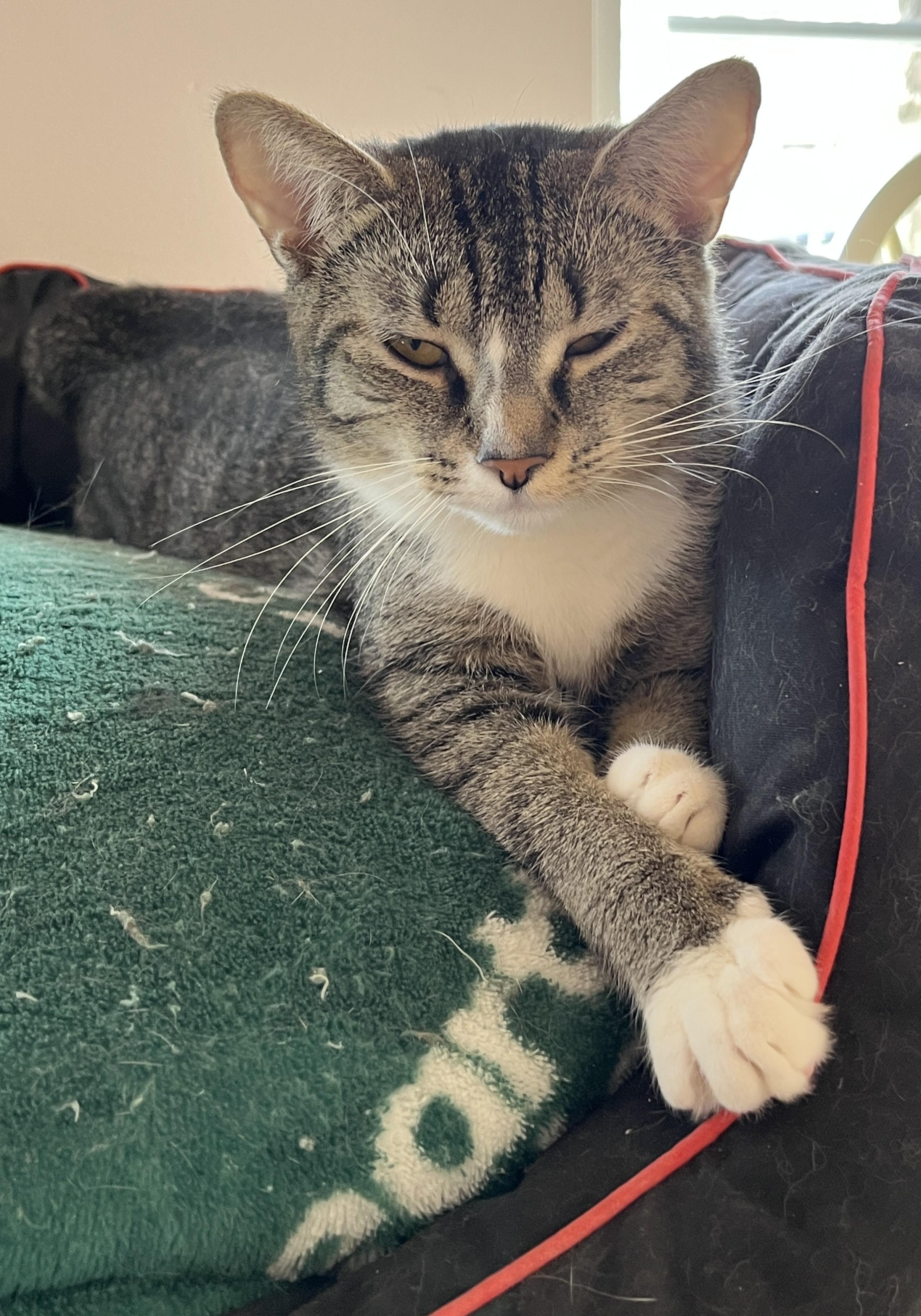 Enlarge SIENNA (CR/SC), a Adoptable Domestic Short Hair in Sainte-Angele-de-Monnoir, QC image 5/6