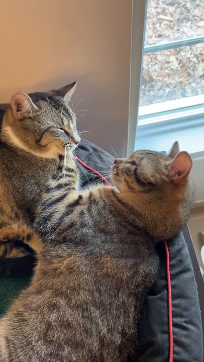Enlarge SIENNA (CR/SC), a Adoptable Domestic Short Hair in Sainte-Angele-de-Monnoir, QC video 6/6