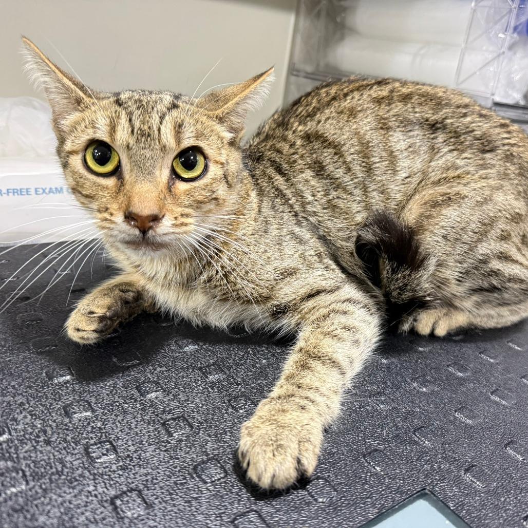 Enlarge Eliza, a Adoptable Domestic Short Hair in Bridgeville, PA image 1/1