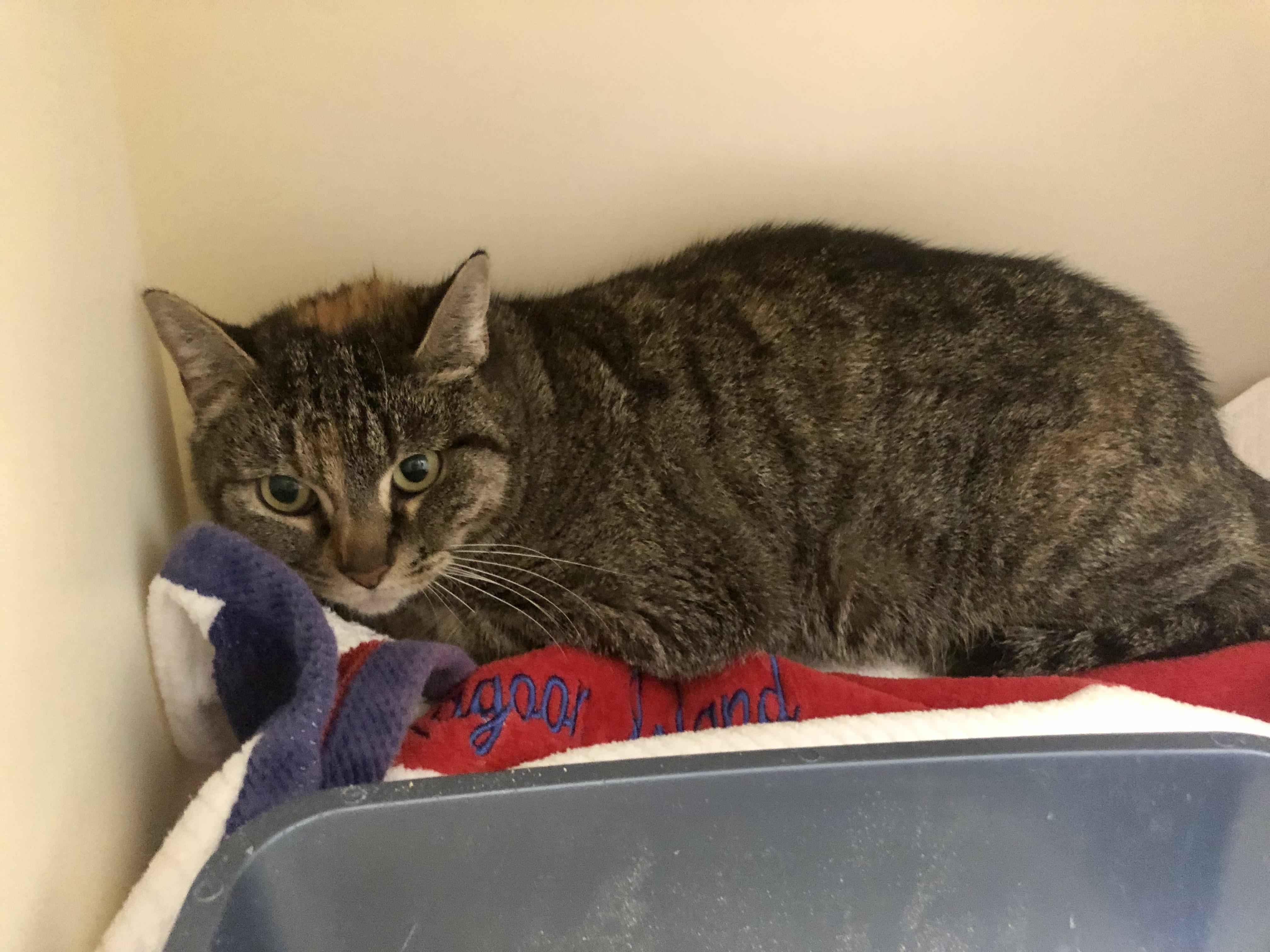 Enlarge Carnelian, a ADOPTABLE Domestic Short Hair in Salisbury, MA image 1/3