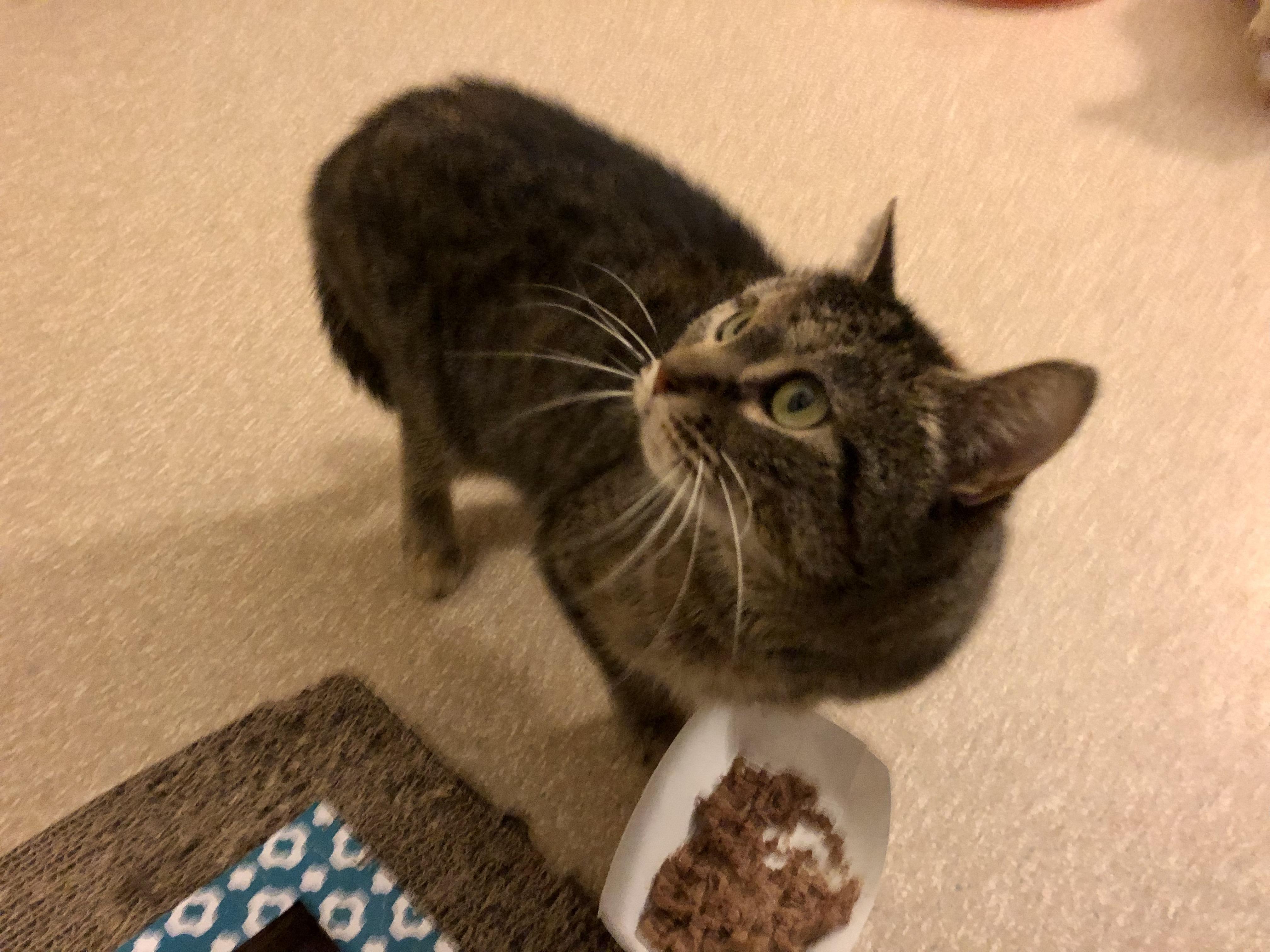 Enlarge Carnelian, an adopted Domestic Short Hair in Salisbury, MA image 3/5