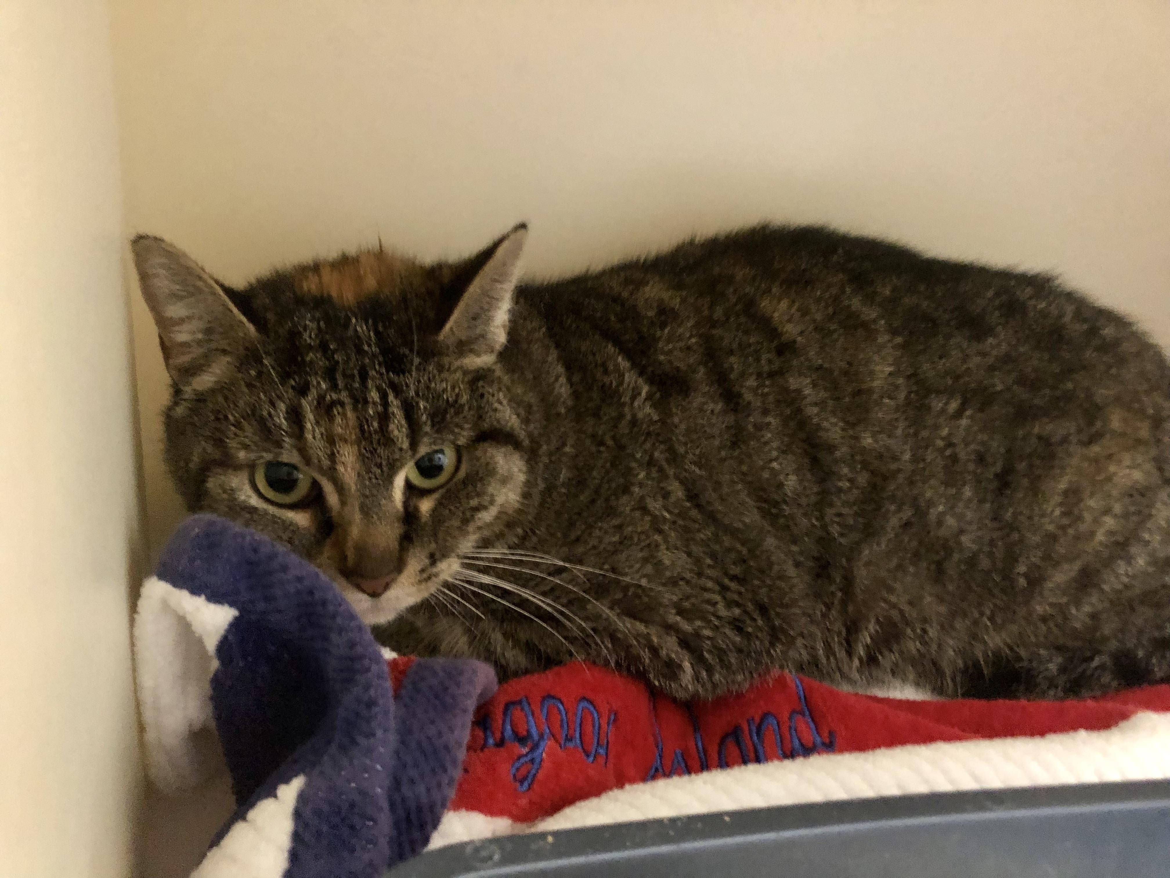 Enlarge Carnelian, a ADOPTABLE Domestic Short Hair in Salisbury, MA image 2/3