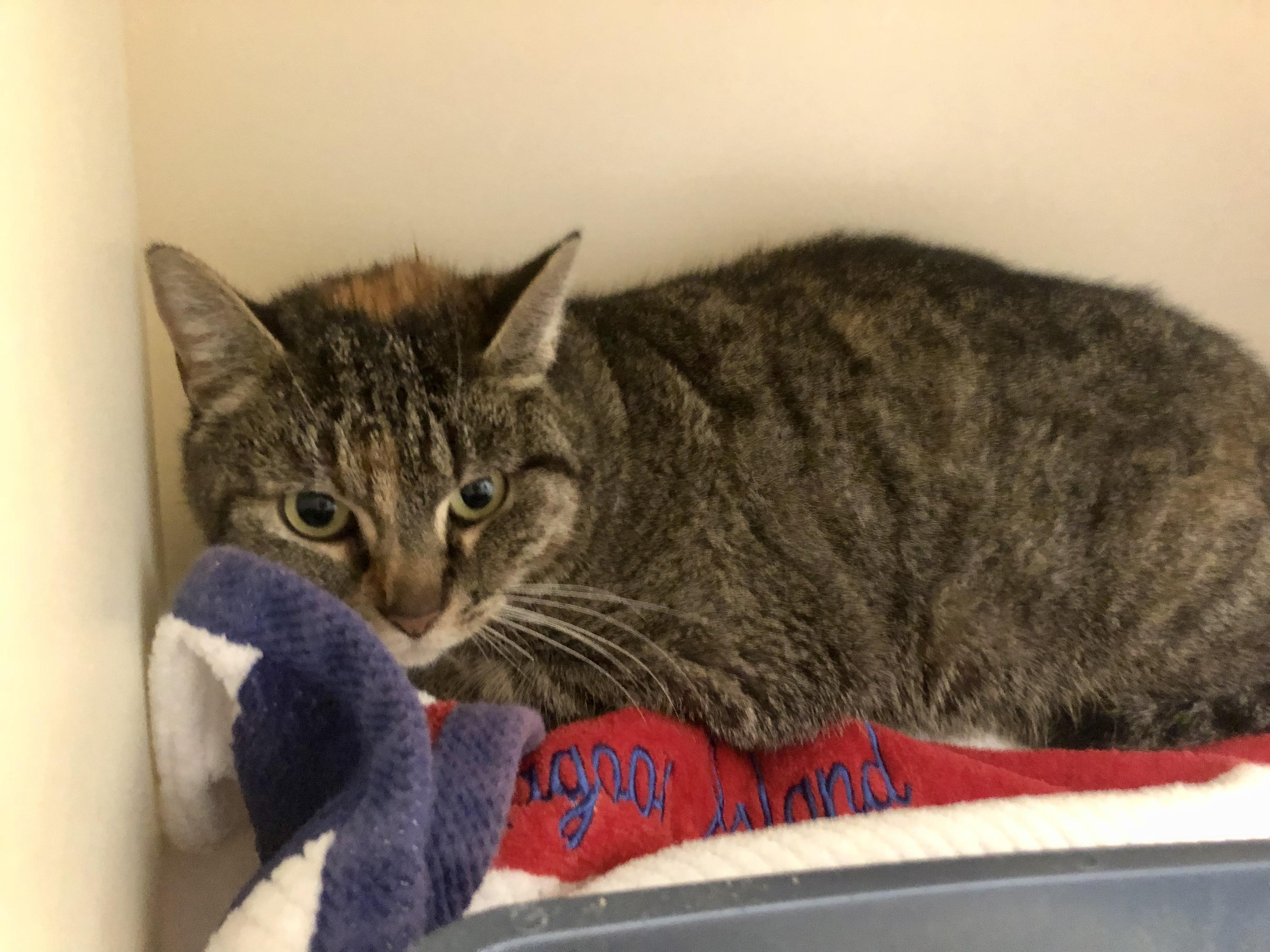 Enlarge Carnelian, a ADOPTABLE Domestic Short Hair in Salisbury, MA image 3/3