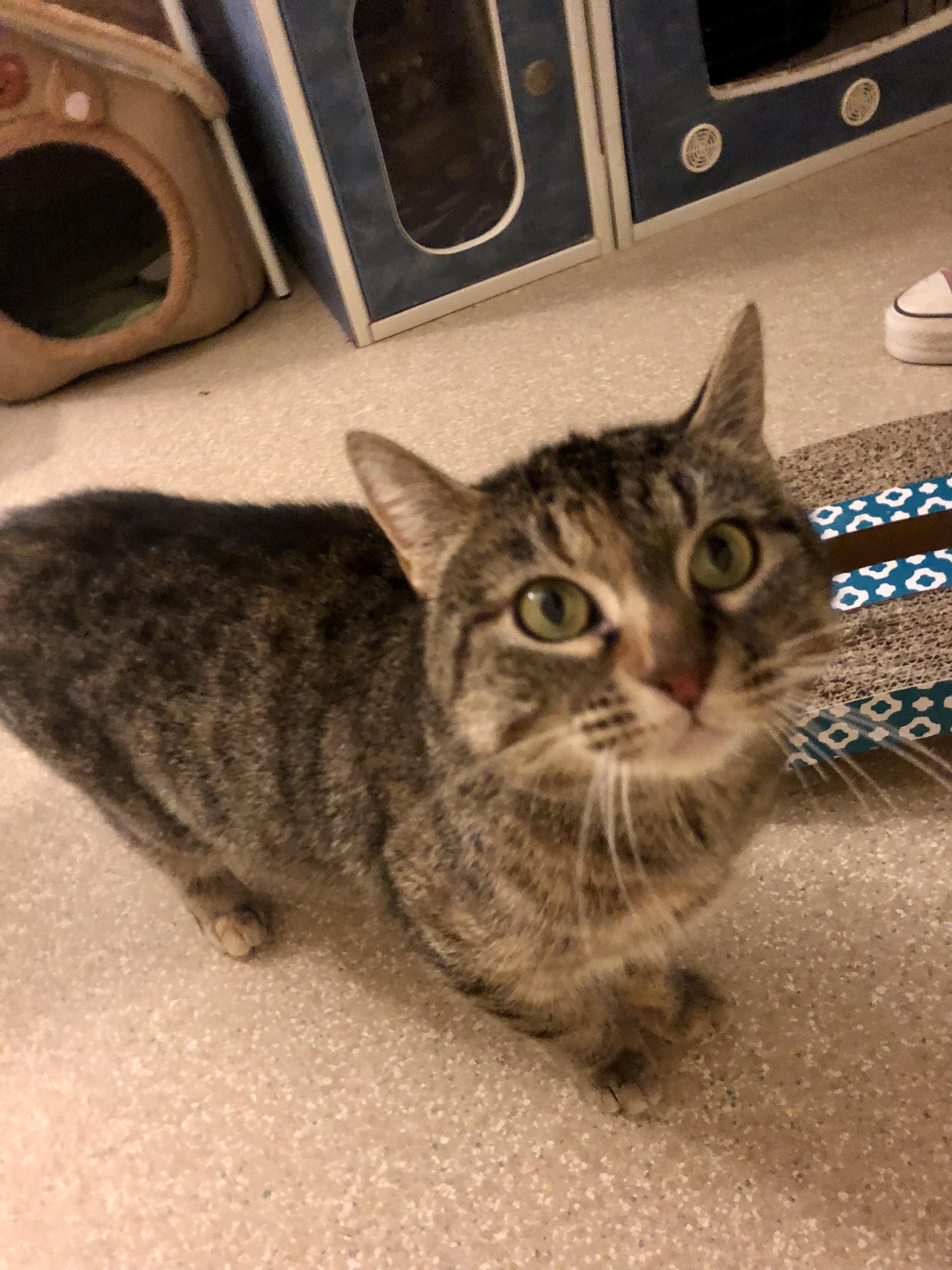 Enlarge Carnelian, an adopted Domestic Short Hair in Salisbury, MA image 2/5