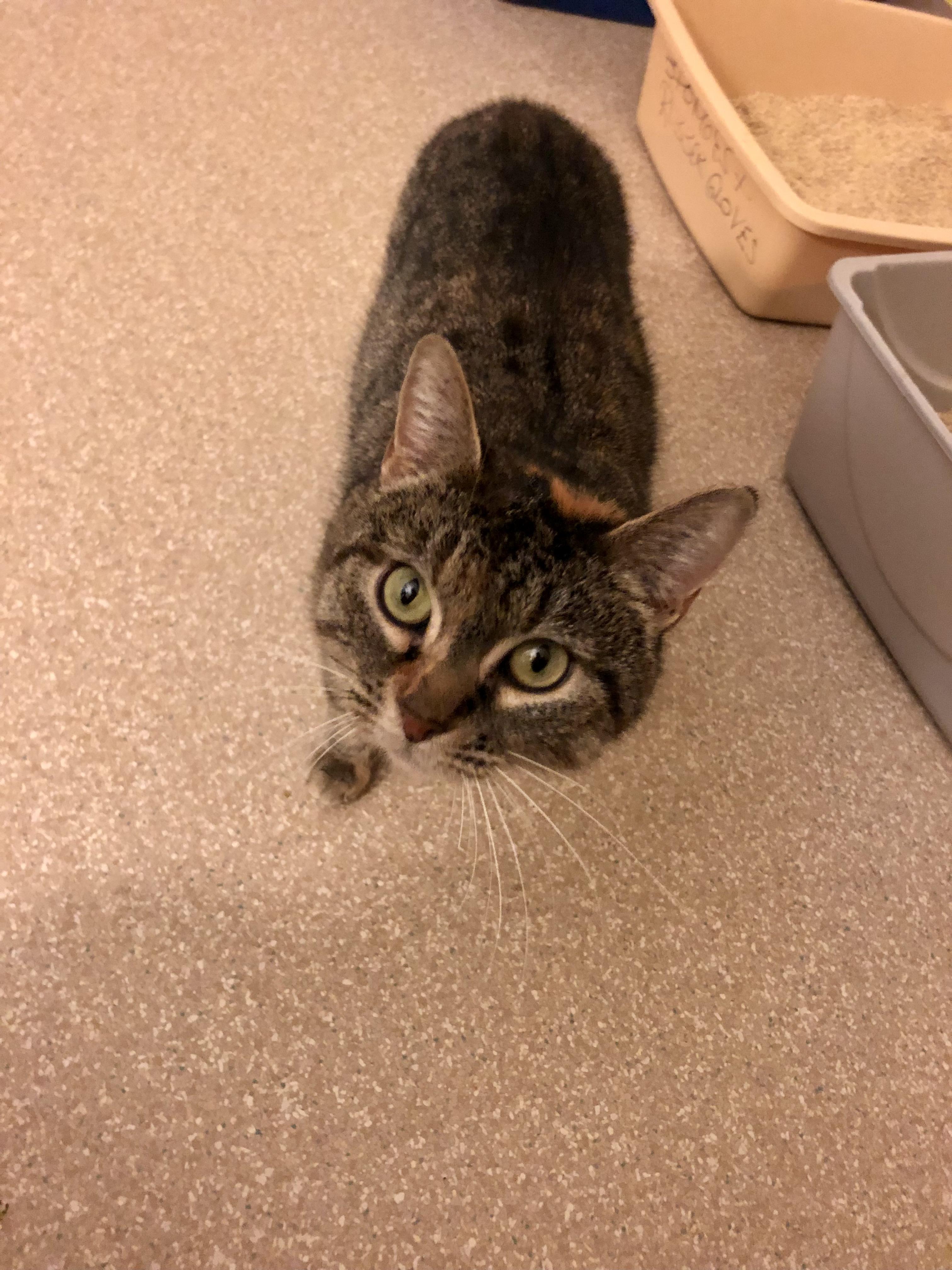 Enlarge Carnelian, an adopted Domestic Short Hair in Salisbury, MA image 4/5