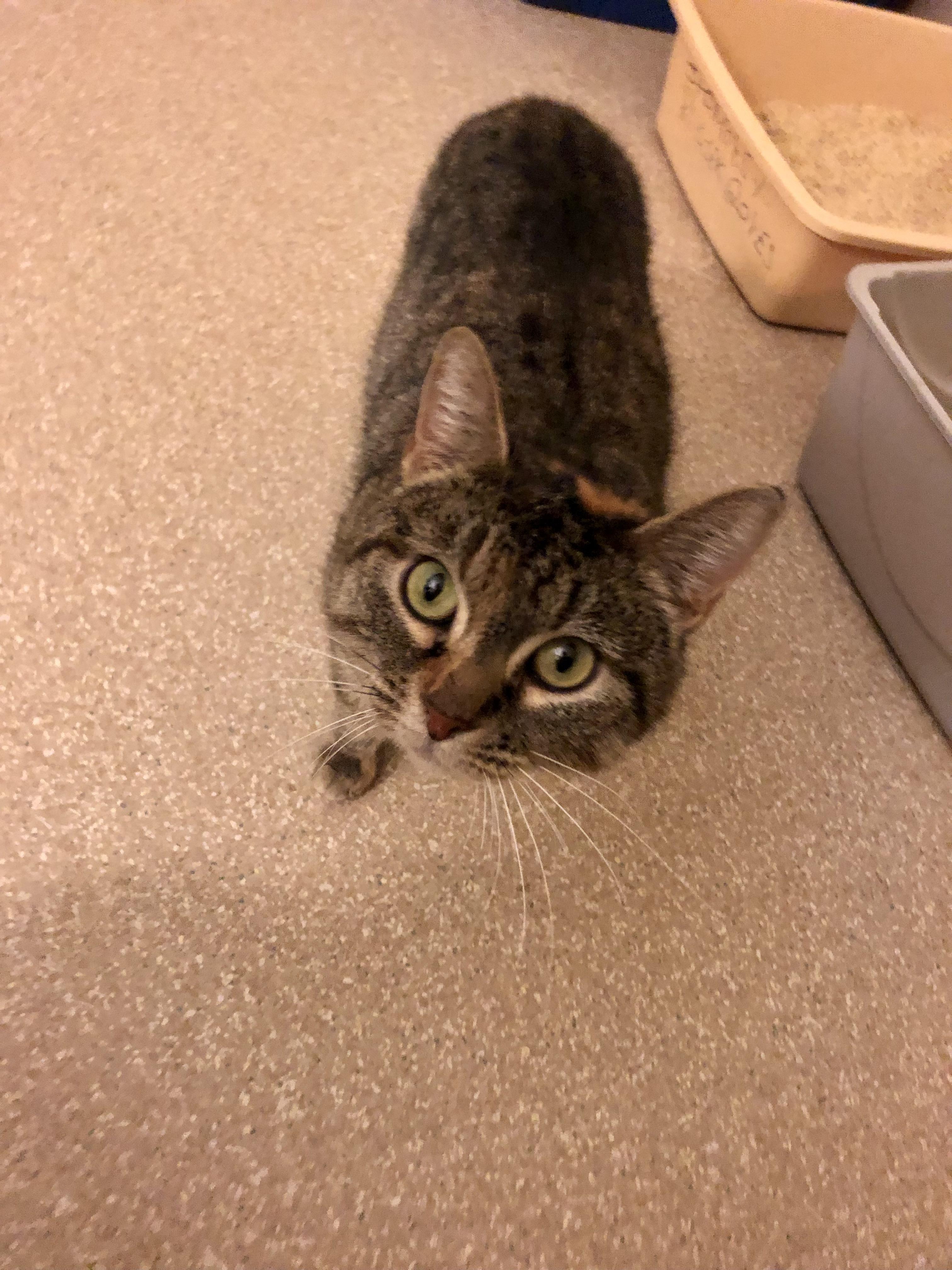 Enlarge Carnelian, an adopted Domestic Short Hair in Salisbury, MA image 1/5