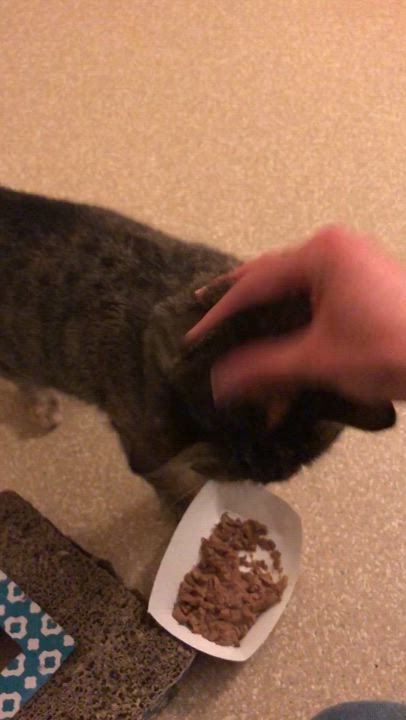 Enlarge Carnelian, an adopted Domestic Short Hair in Salisbury, MA video 5/5