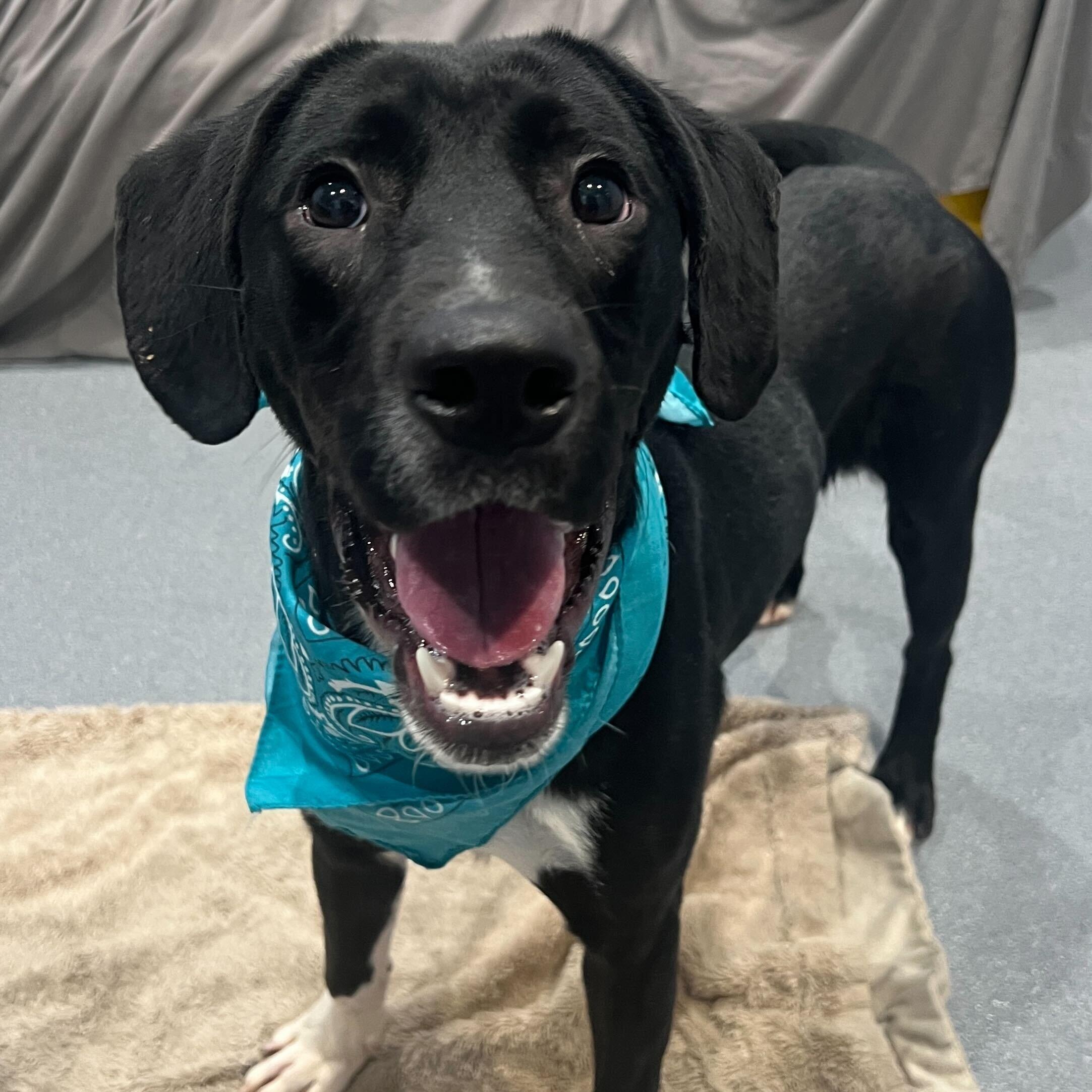 Enlarge Benny, an adoptable Mixed Breed in Canal Winchester, OH image 4/4