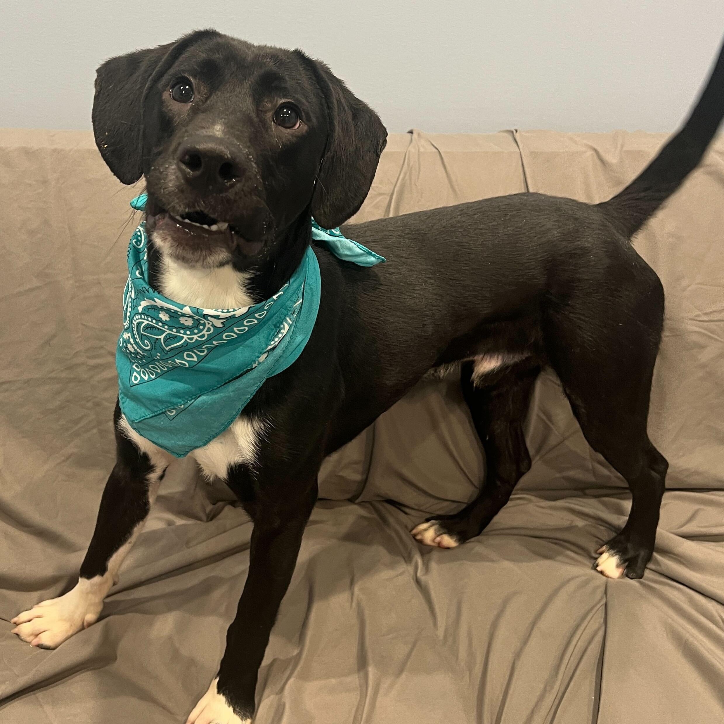 Enlarge Benny, an adoptable Mixed Breed in Canal Winchester, OH image 3/4