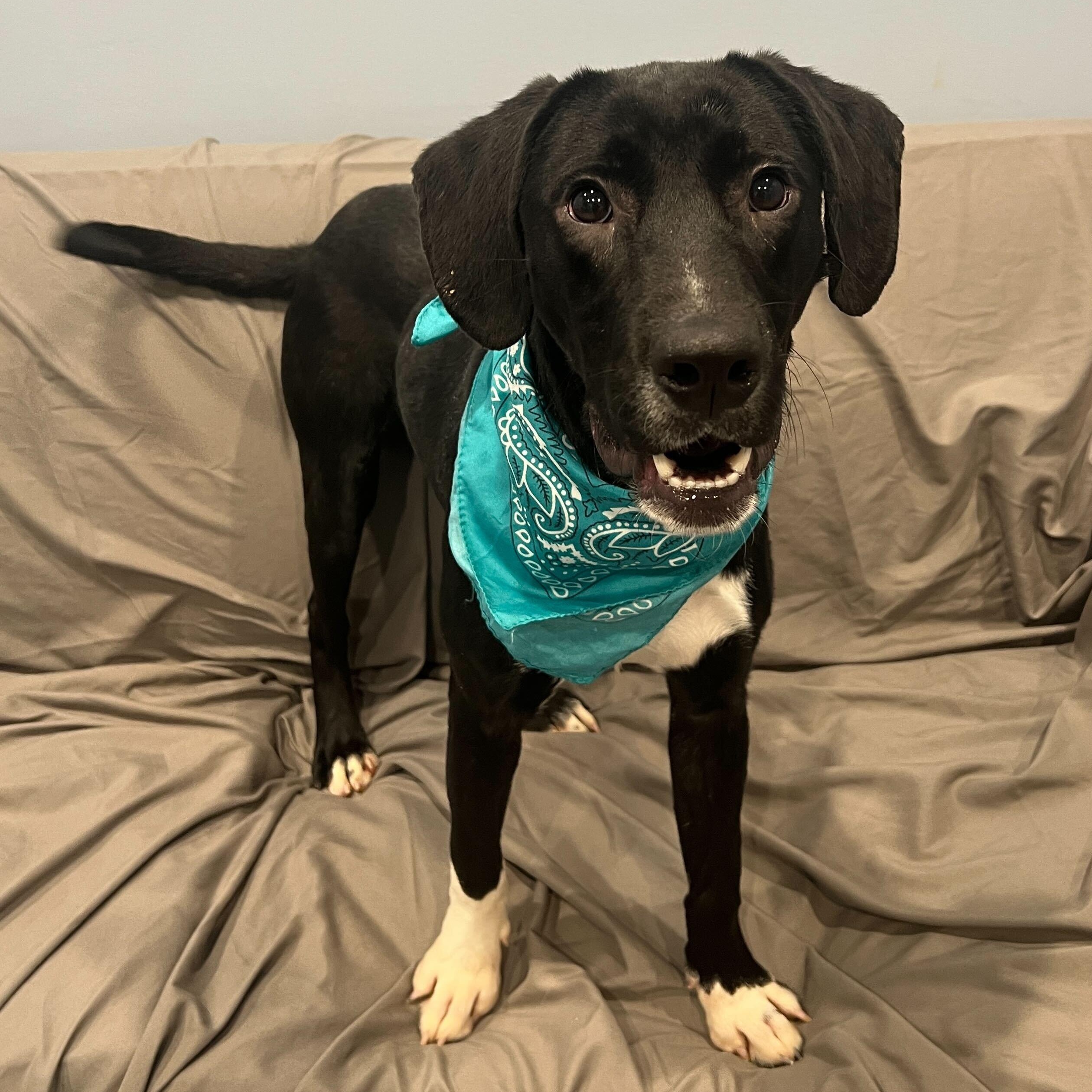 Enlarge Benny, an adoptable Mixed Breed in Canal Winchester, OH image 1/4