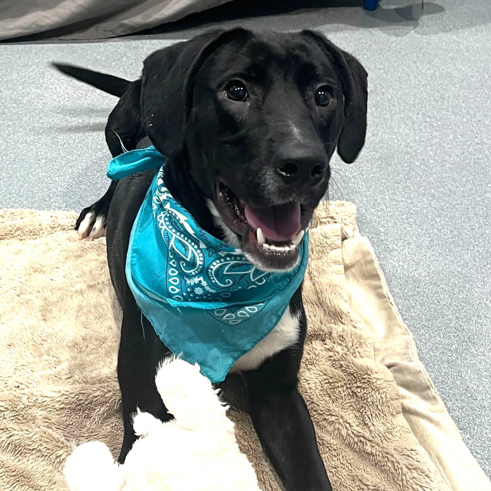 Enlarge Benny, an adoptable Mixed Breed in Canal Winchester, OH image 2/4