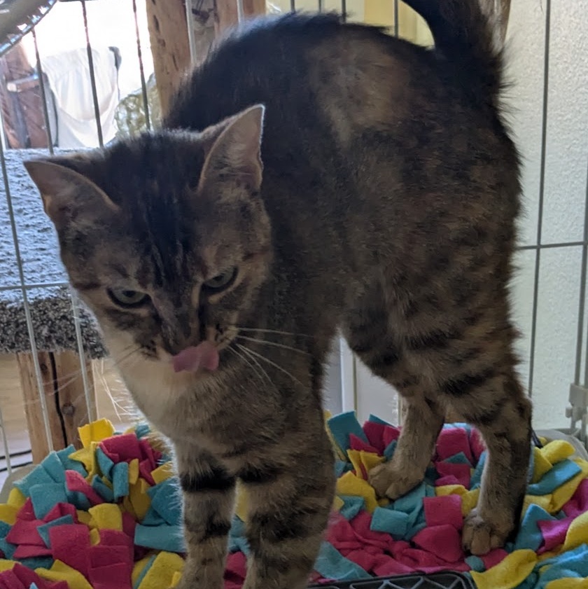 Kitty Kat, a Adoptable mixed breed in Silverton, OR image 3/3