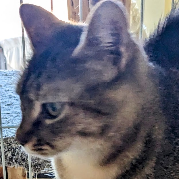 Kitty Kat, a Adoptable mixed breed in Silverton, OR image 2/3