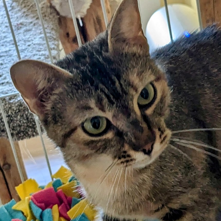 Kitty Kat, a Adoptable mixed breed in Silverton, OR image 1/3